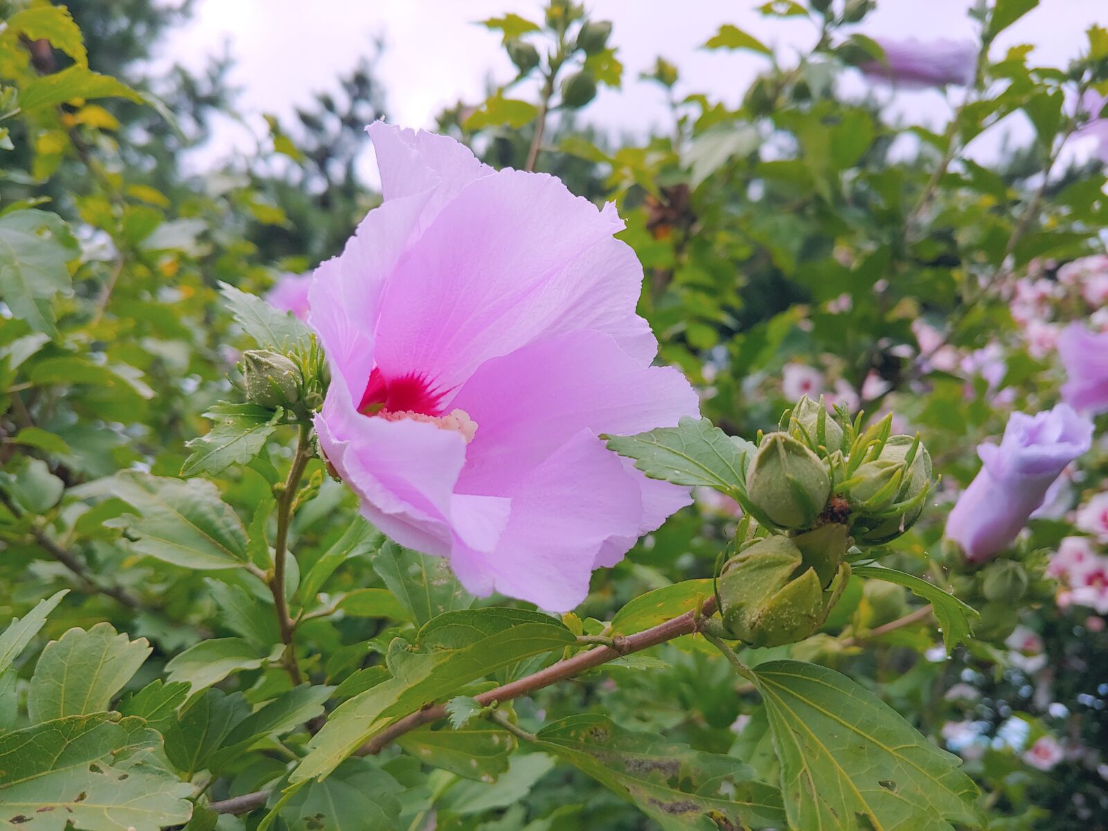 LG G7 THINQ sample photo. Rose of sharon, pink photography