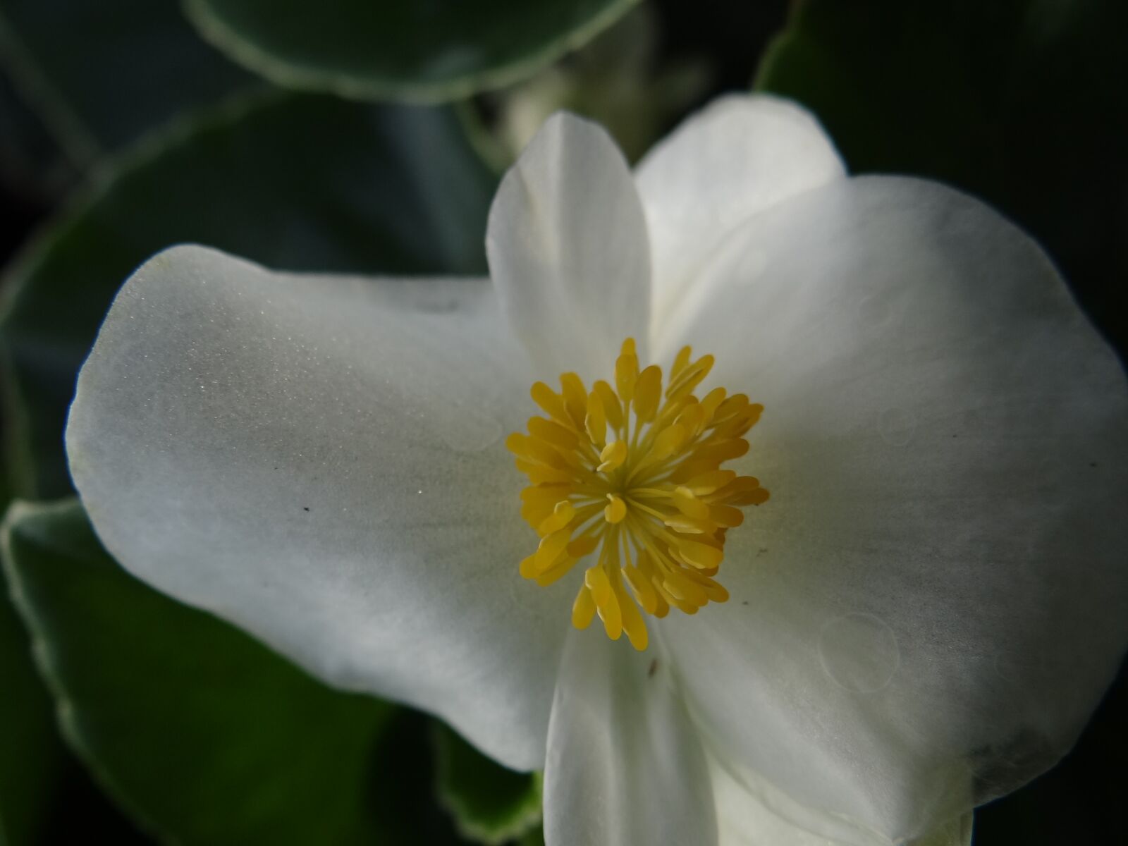 Sony Cyber-shot DSC-HX100V sample photo. Garden, flowers, plants photography