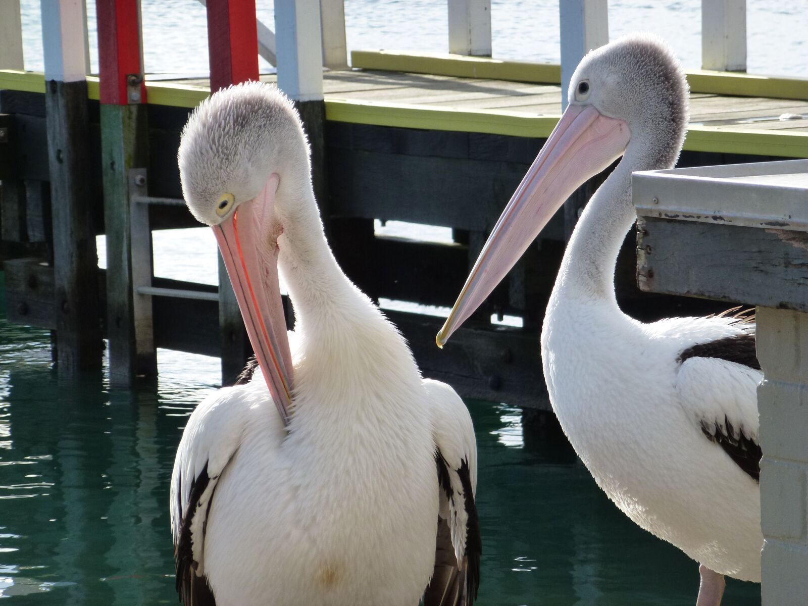 Panasonic Lumix DMC-ZS10 (Lumix DMC-TZ20 / Lumix DMC-TZ22) sample photo. Birds, pelicans, pier photography