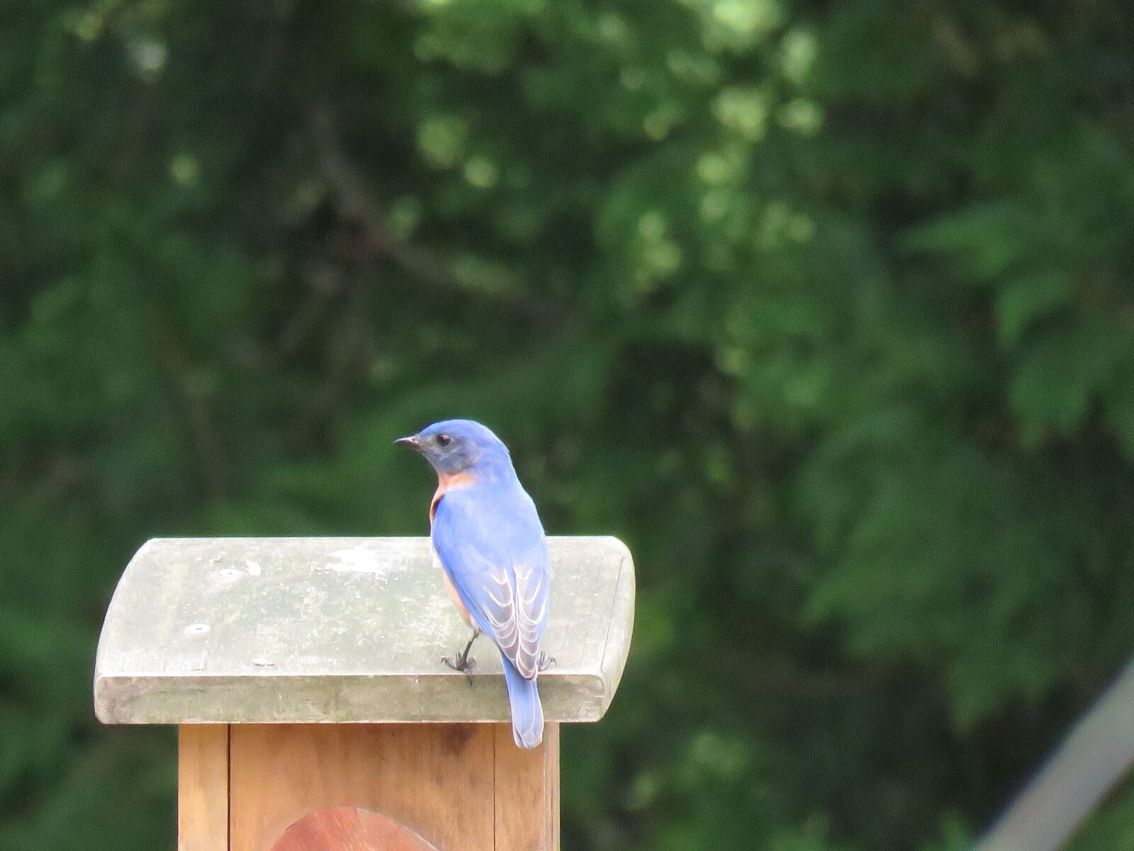 Canon PowerShot SX60 HS sample photo. Bird, bluebird, waiting for photography