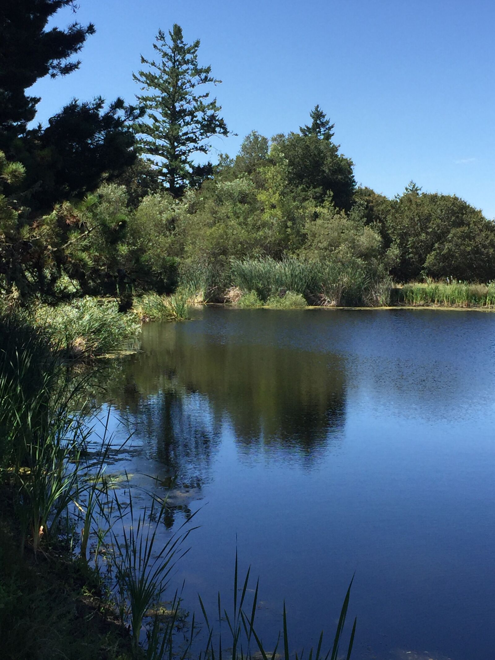 iPhone 6 back camera 4.15mm f/2.2 sample photo. Lake, with, trees photography