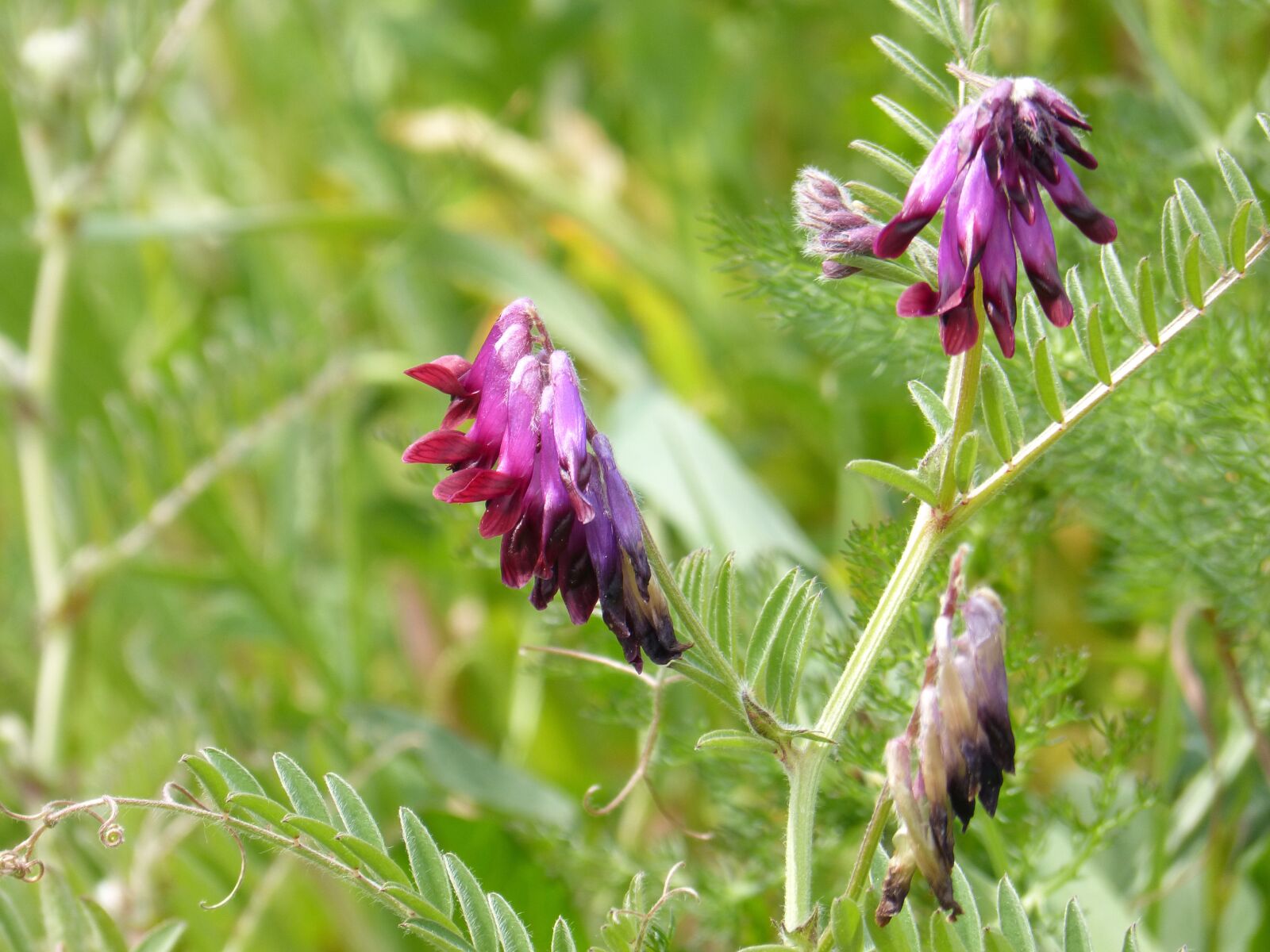 Panasonic DMC-FZ62 sample photo. Wild flower, purple, composite photography