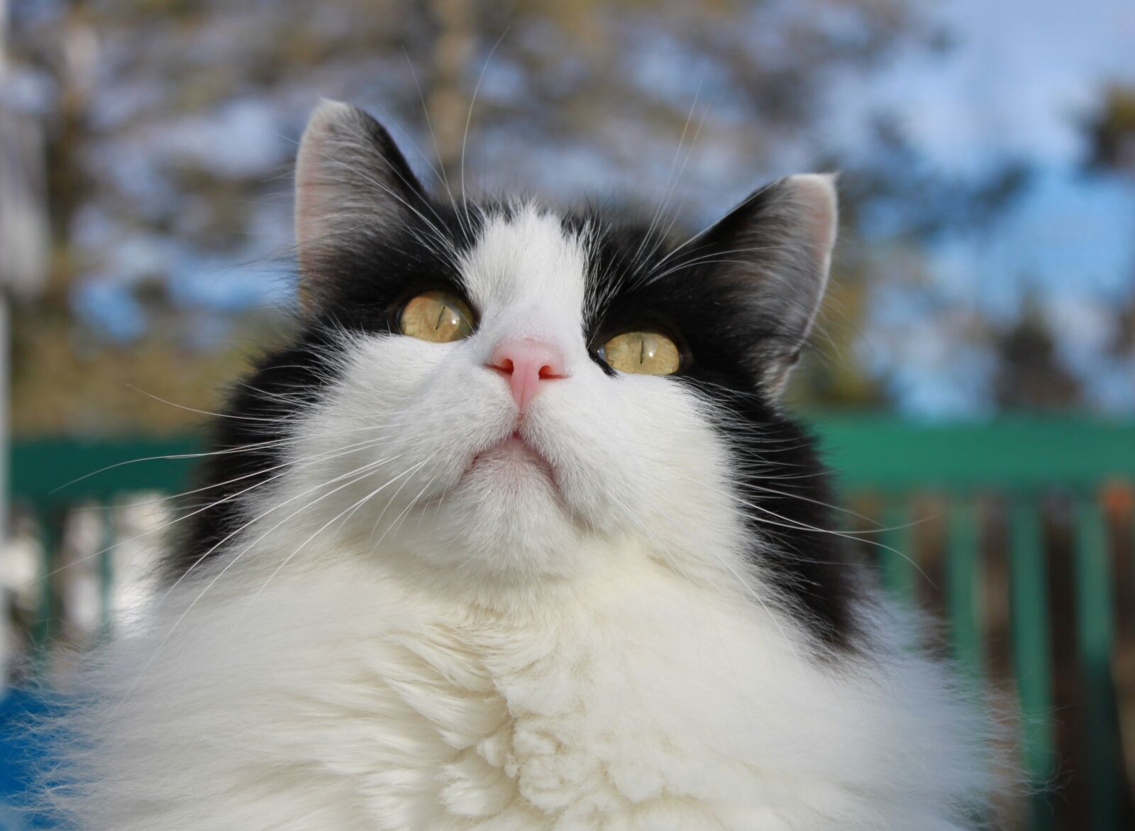 Canon EOS 500D (EOS Rebel T1i / EOS Kiss X3) sample photo. Cat, eyes, looking up photography