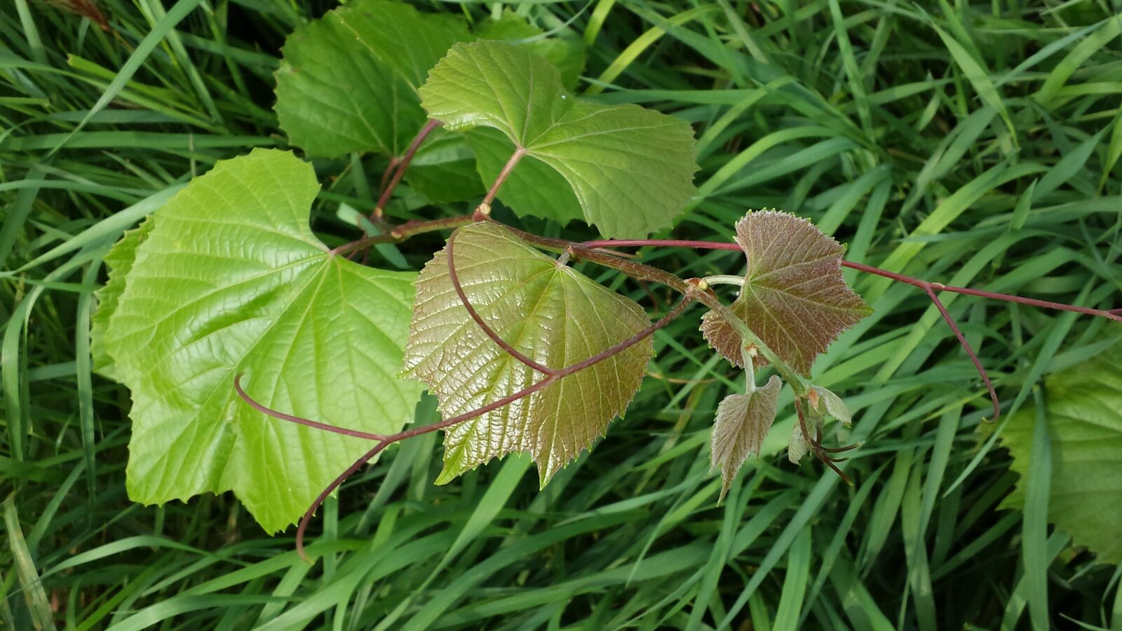 Samsung Galaxy S4 sample photo. Green, plant, nature photography