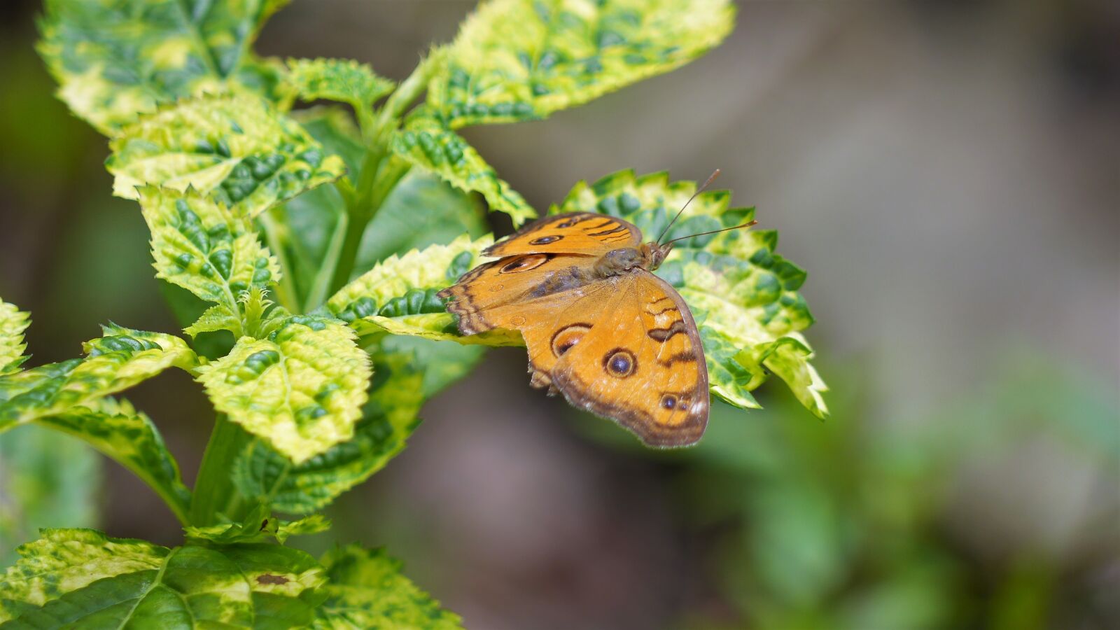 Panasonic Lumix DMC-GH3 sample photo. Nature, leaf, outdoors photography