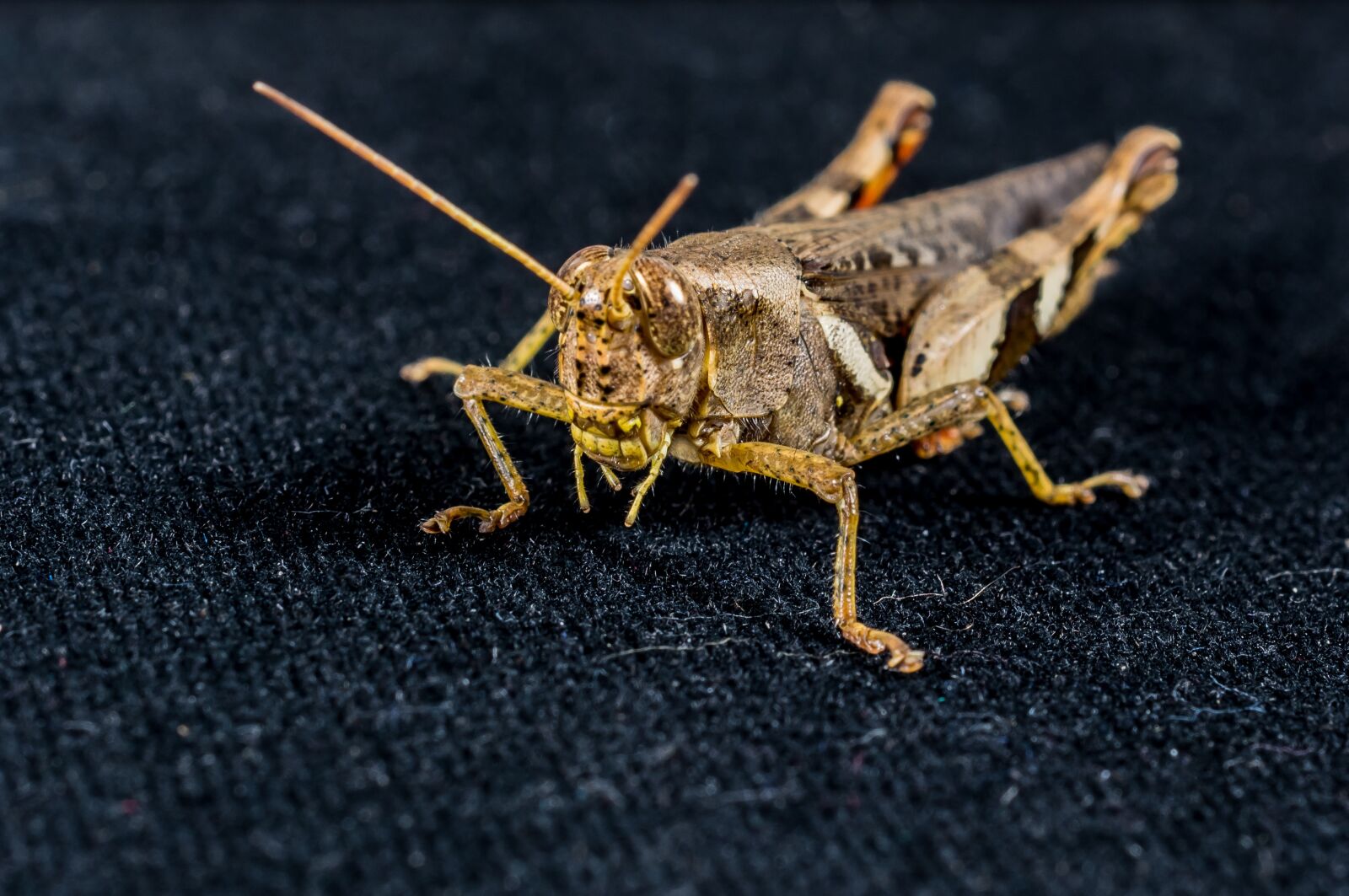 Nikon D5200 sample photo. Grasshopper, viridissima, insect photography