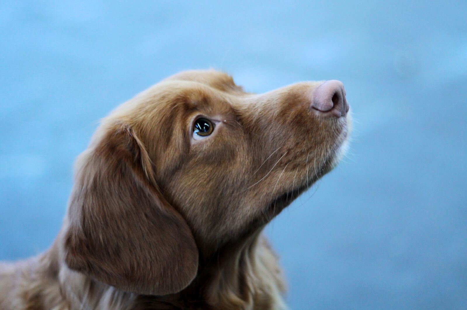 Canon EOS 600D (Rebel EOS T3i / EOS Kiss X5) + Canon EF 50mm F1.8 STM sample photo. Retriever, dog-photography, portrait photography