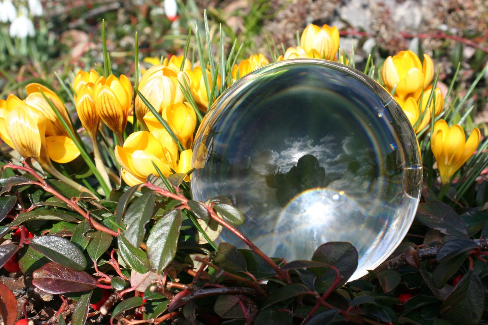 Canon EOS 350D (EOS Digital Rebel XT / EOS Kiss Digital N) sample photo. Nature, flower, spring photography