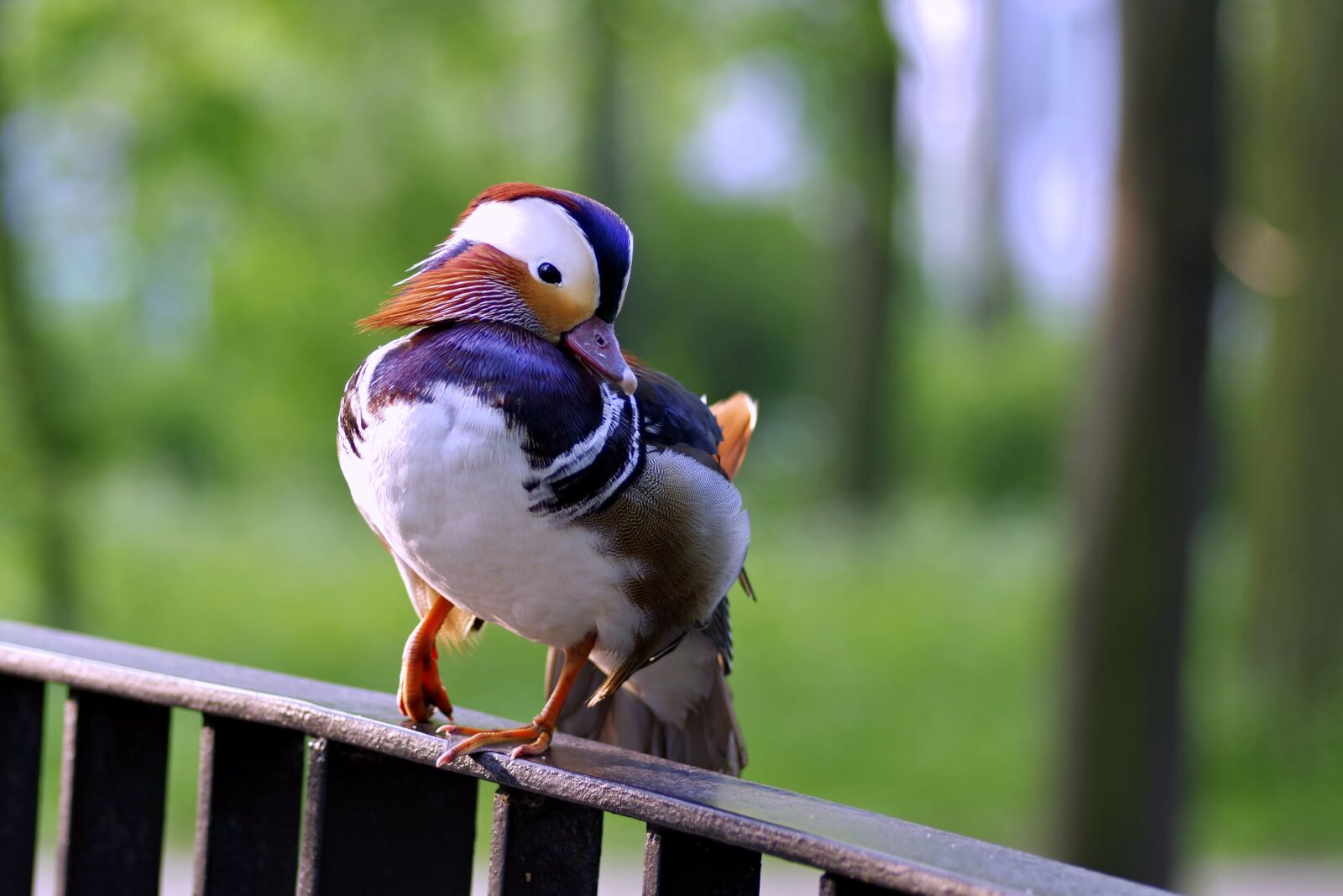Pentax K-S2 sample photo. Mandarin, bird, duck photography