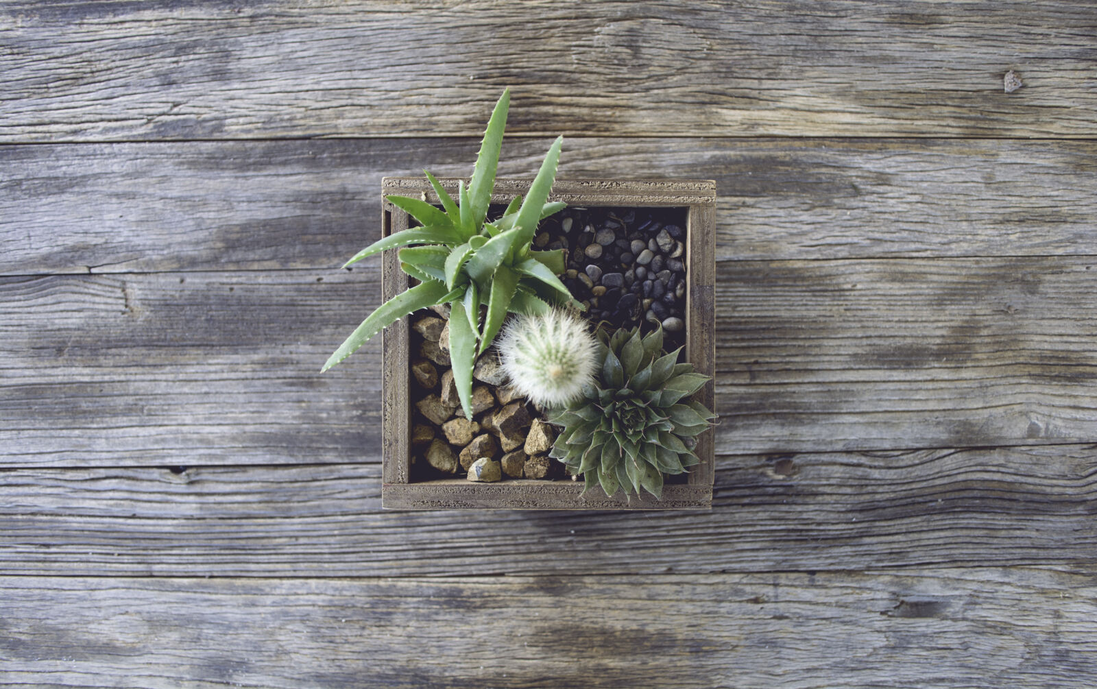 Nikon D5200 sample photo. Cactus, gray, green, rocks photography
