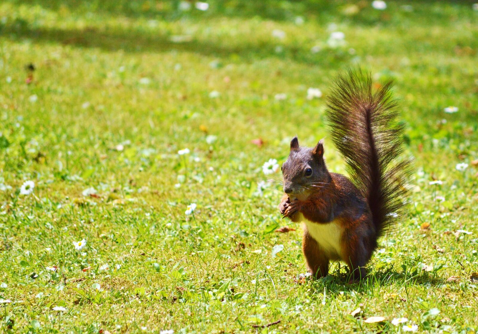 Nikon D3200 sample photo. Squirrel, nager, rodent photography