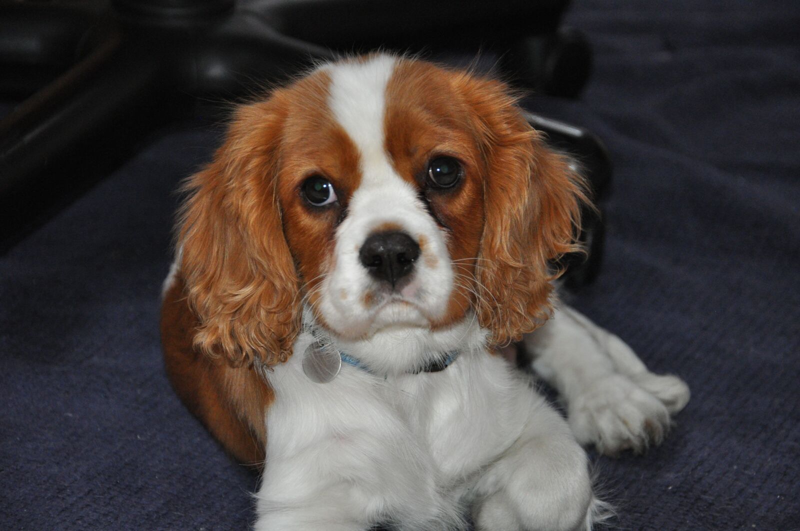 Nikon D5000 sample photo. Cavalier, spaniel, dog photography
