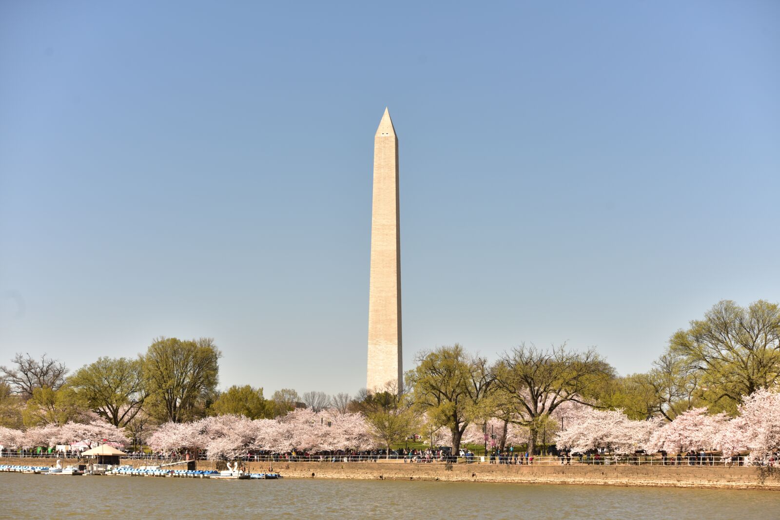 Nikon D810 sample photo. Cherry blossom, washington dc photography