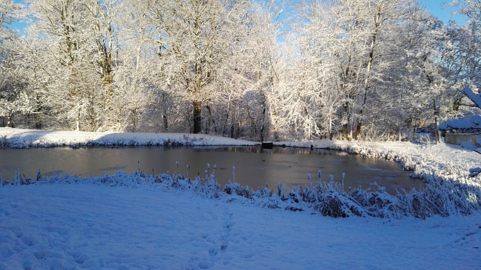 HUAWEI P8 sample photo. Snow, trees, lake photography