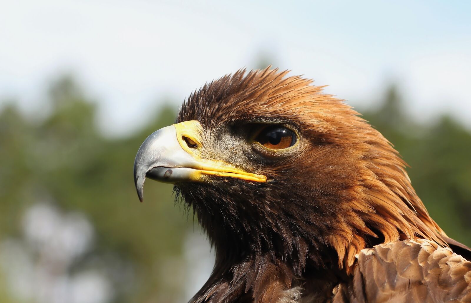 Canon EOS 650D (EOS Rebel T4i / EOS Kiss X6i) sample photo. Eagle, predators, birds photography