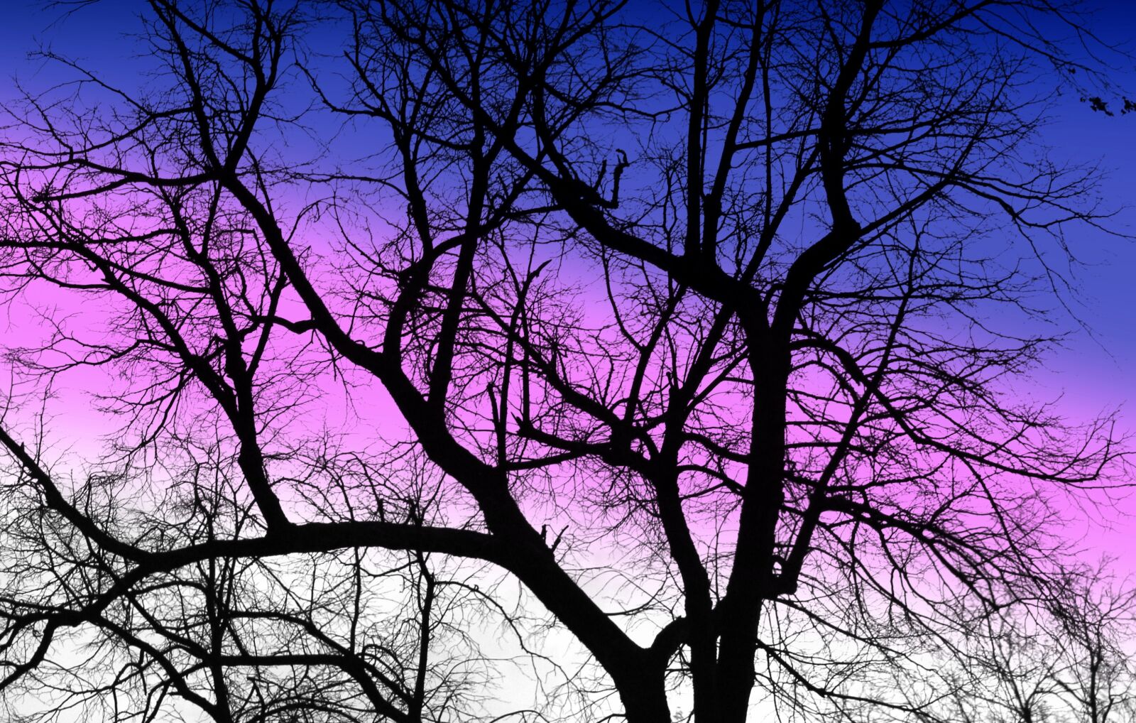 Canon EOS 1200D (EOS Rebel T5 / EOS Kiss X70 / EOS Hi) sample photo. Tree, winter, bare tree photography