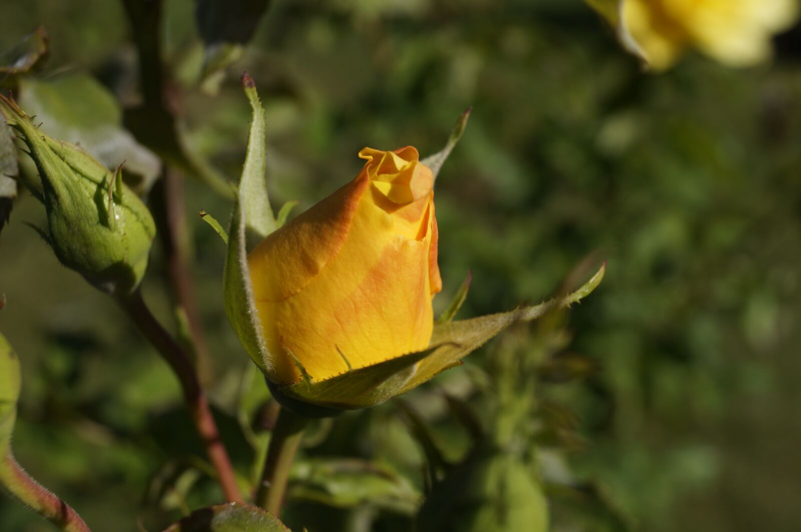 Sony SLT-A57 sample photo. Rose bloom, yellow, rose photography