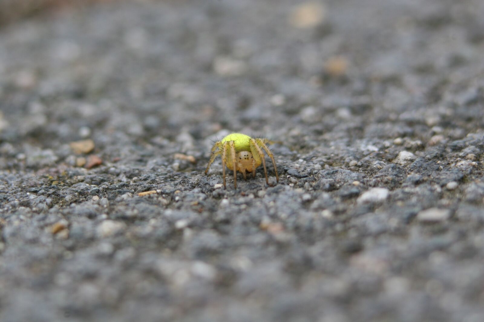 Canon EOS 20D sample photo. Spider, eight-legged, insect photography