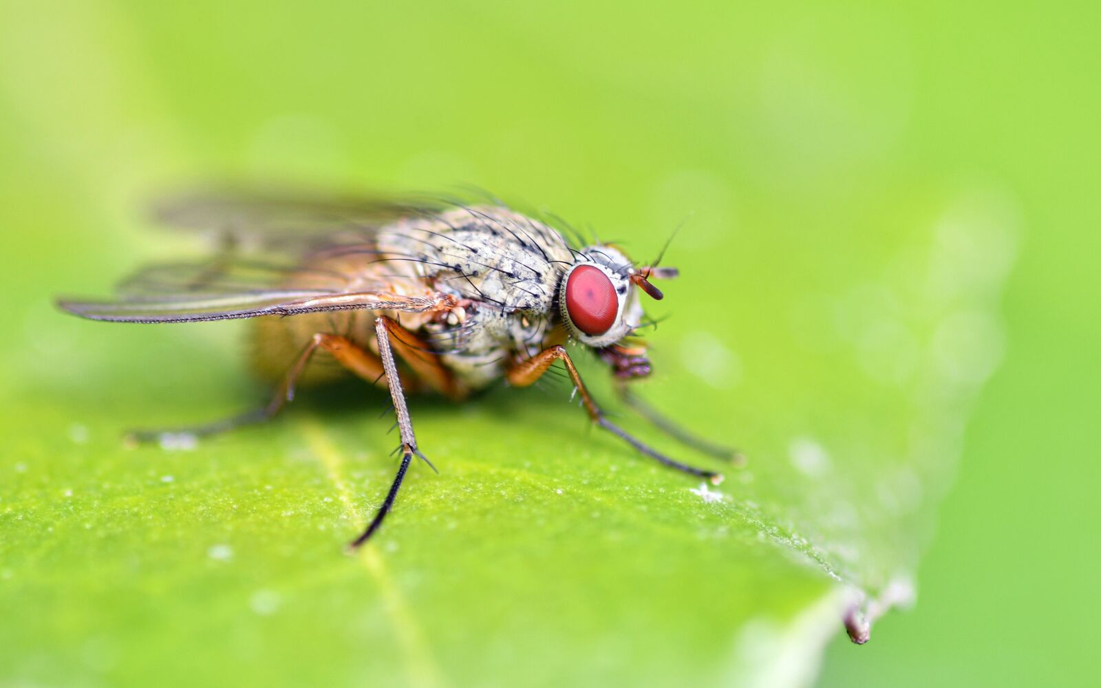 Nikon D500 + Tokina AT-X Pro 100mm F2.8 Macro sample photo. Fly, insect, leaf photography