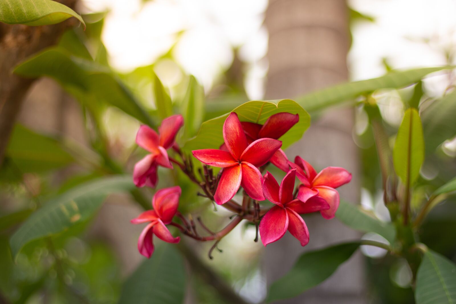 Canon EOS 700D (EOS Rebel T5i / EOS Kiss X7i) + Canon EF 50mm F1.8 STM sample photo. Plumeria, flower, thailand photography