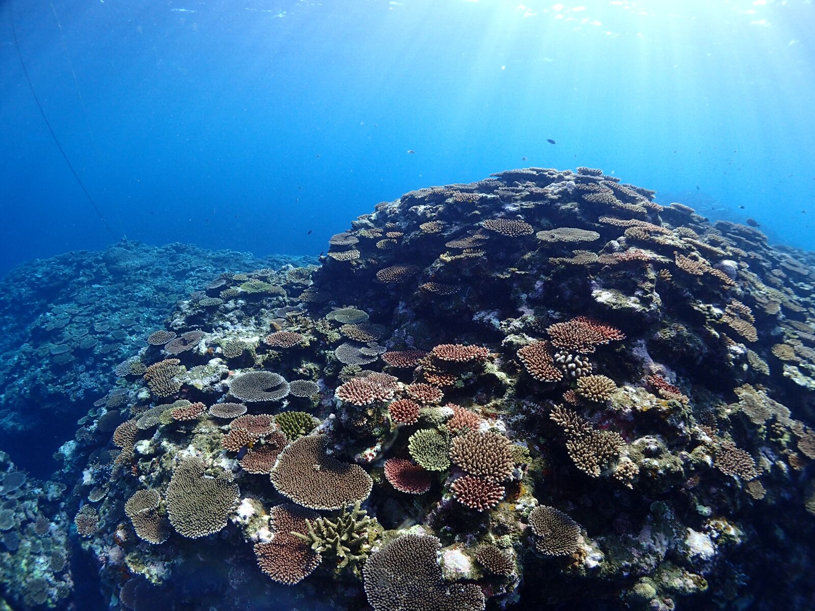 Olympus TG-4 sample photo. Sea, coral, ocean photography