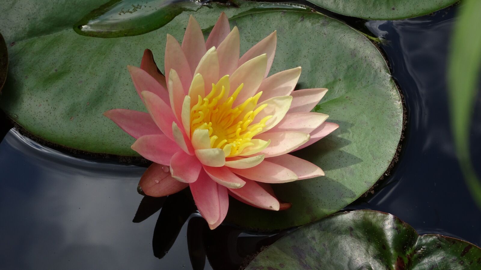 Sony Cyber-shot DSC-WX500 sample photo. Water lily, flowers, pond photography