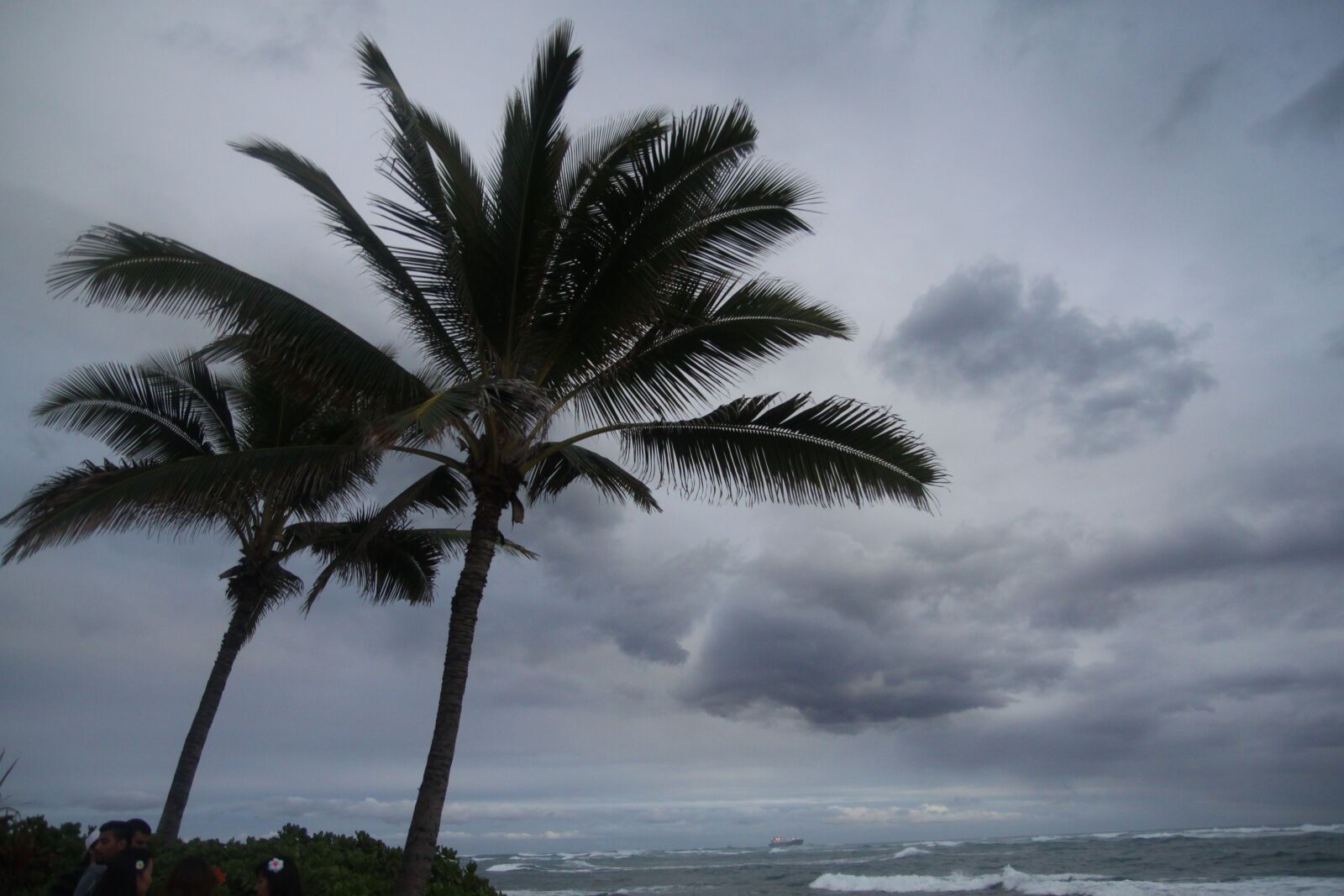 Canon EOS 500D (EOS Rebel T1i / EOS Kiss X3) sample photo. Hawaii, tree, palm tree photography
