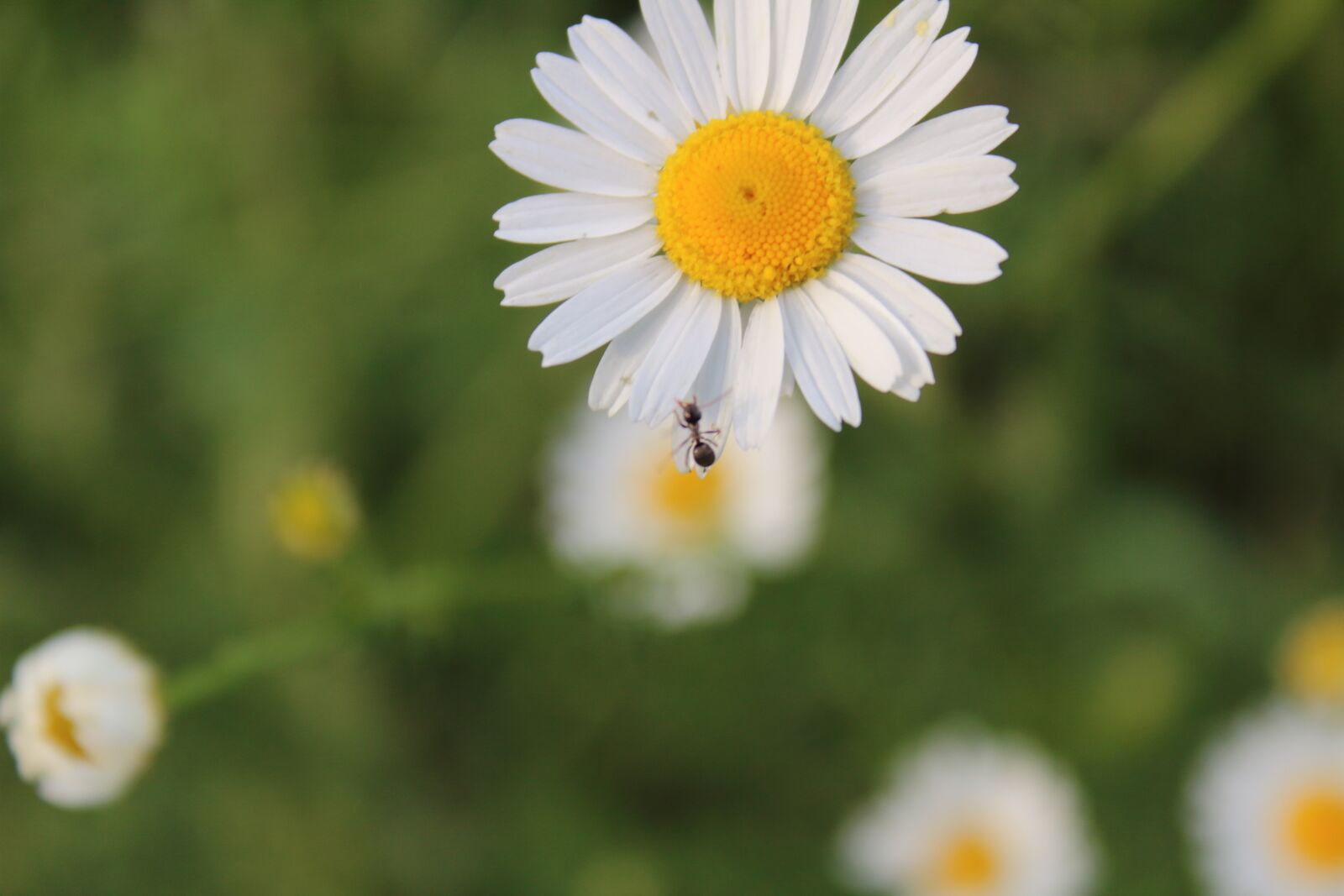 Canon EOS 1300D (EOS Rebel T6 / EOS Kiss X80) sample photo. Chamomile, village, macro photography