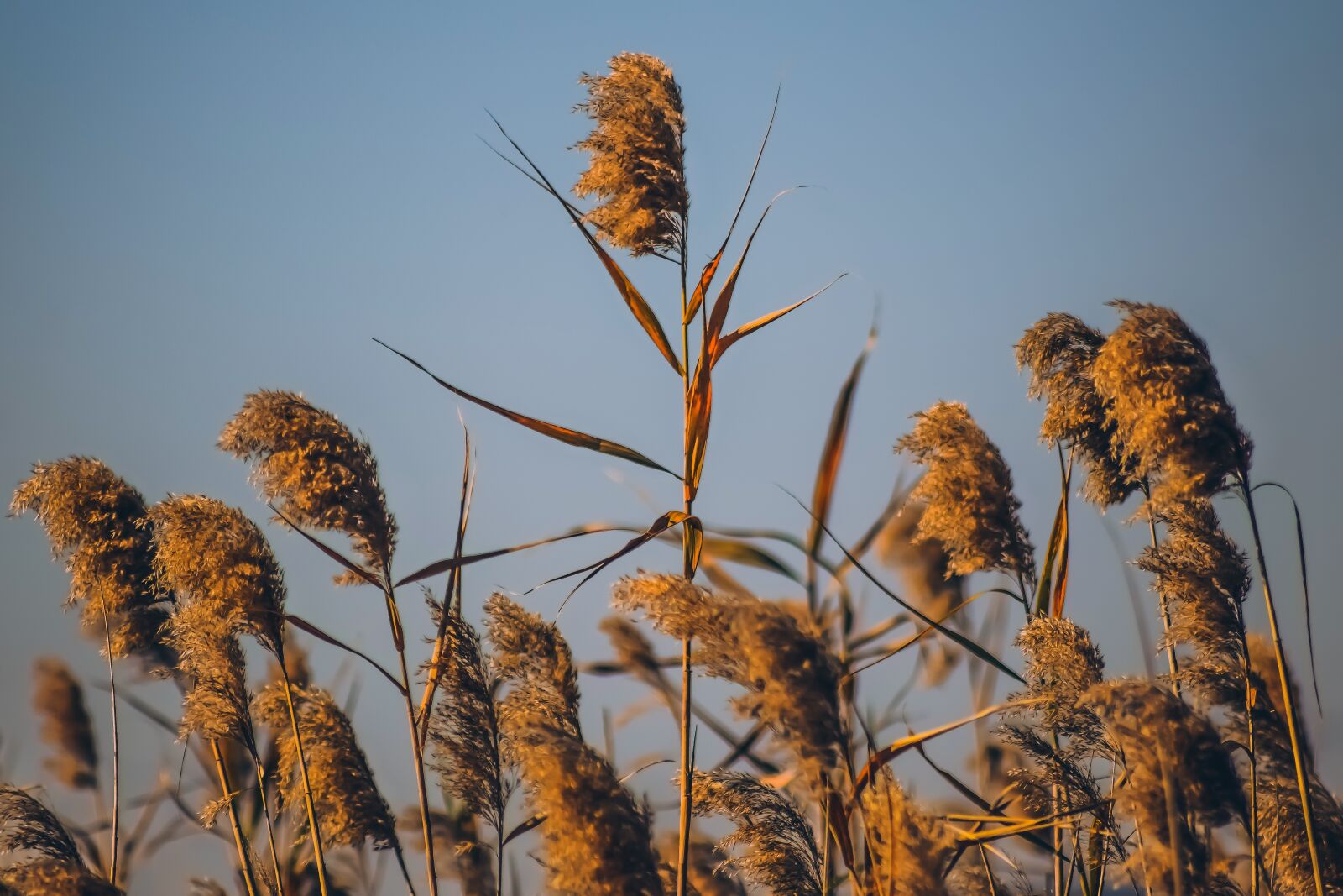 Nikon D3300 sample photo. Reeds, nature, swamp photography