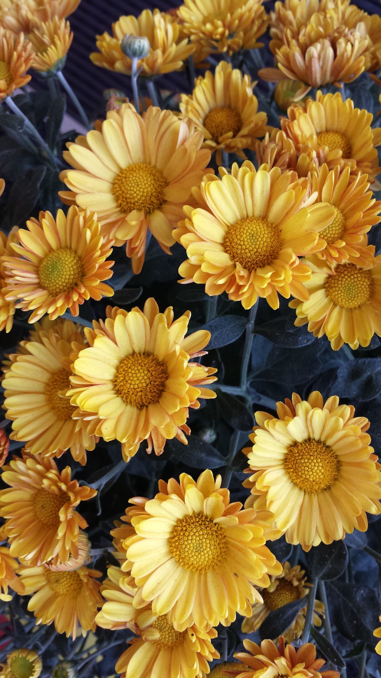 Samsung Galaxy S4 sample photo. Chrysanthemum, flowers, blossom photography