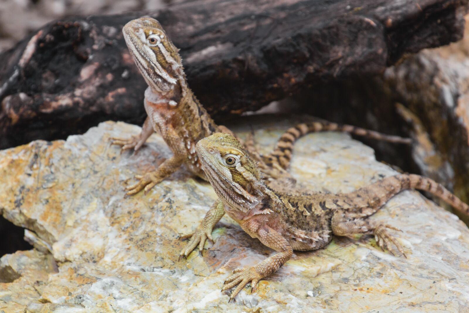 Canon EOS 70D sample photo. Dwarf bearded dragon, agame photography