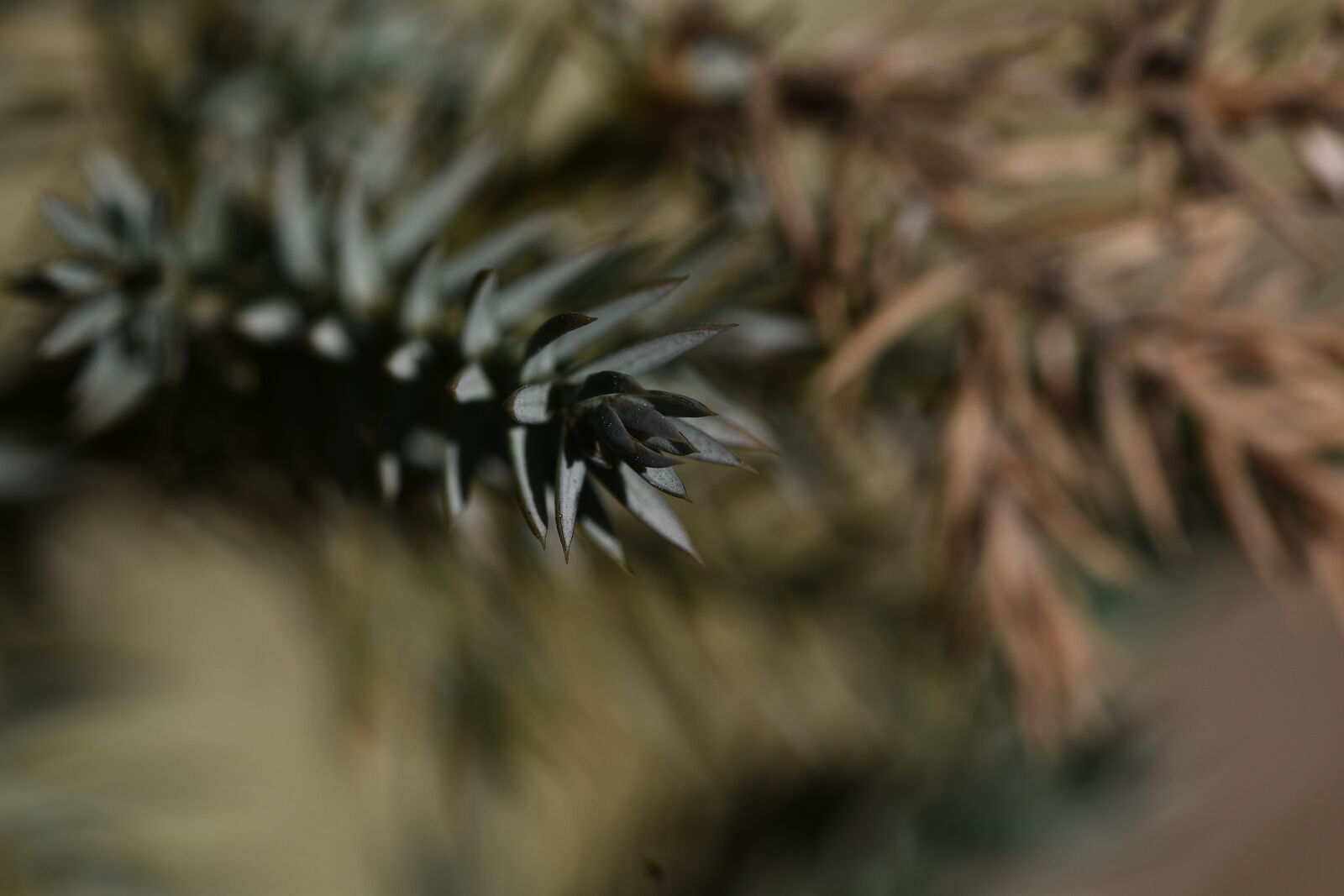 Nikon D5500 sample photo