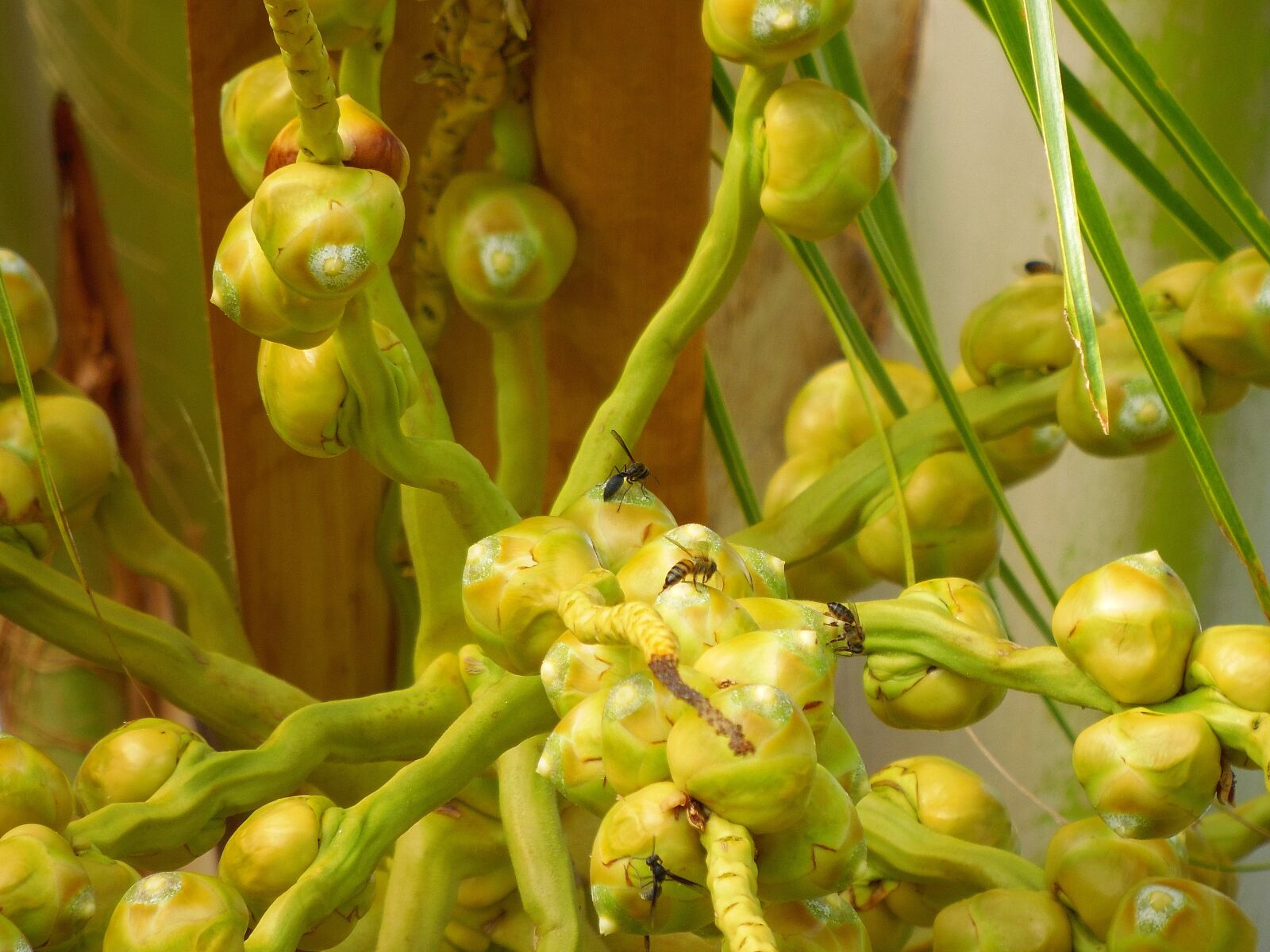 Samsung WB2200F sample photo. Nature, plant, garden photography