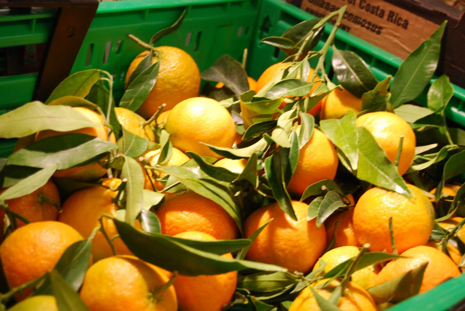 Nikon D40X sample photo. Lemons, italy, vi photography