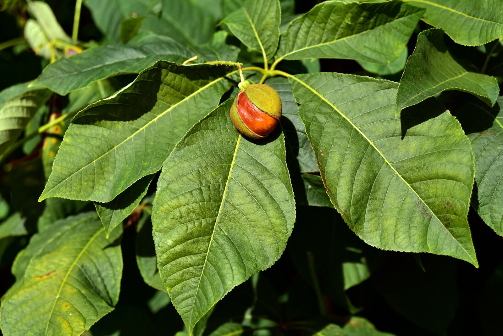Nikon D750 sample photo. Shrub, horse chestnut, buckeye photography