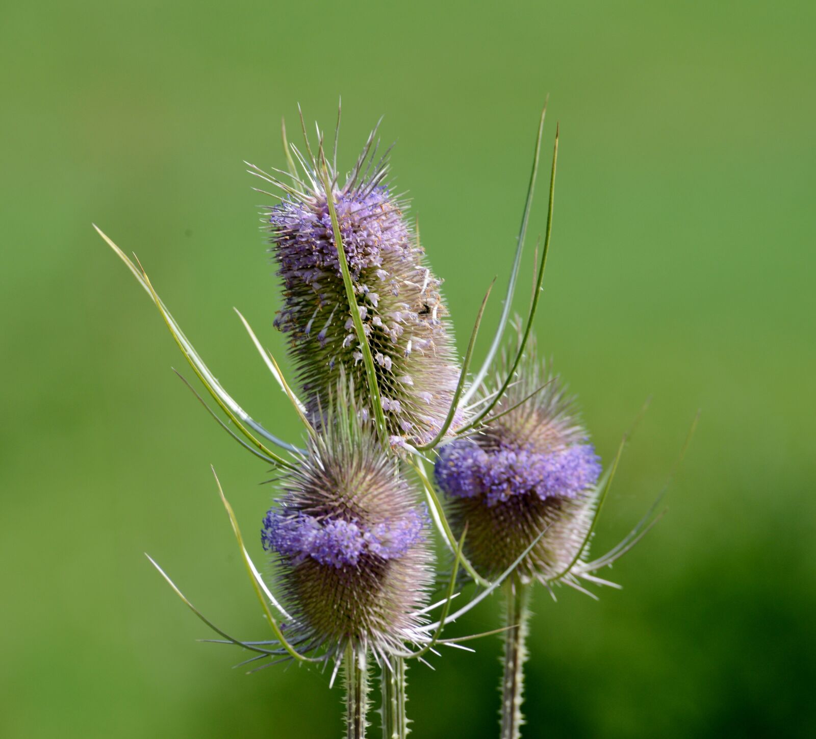 Nikon D600 sample photo. Thistles, plant, flora photography