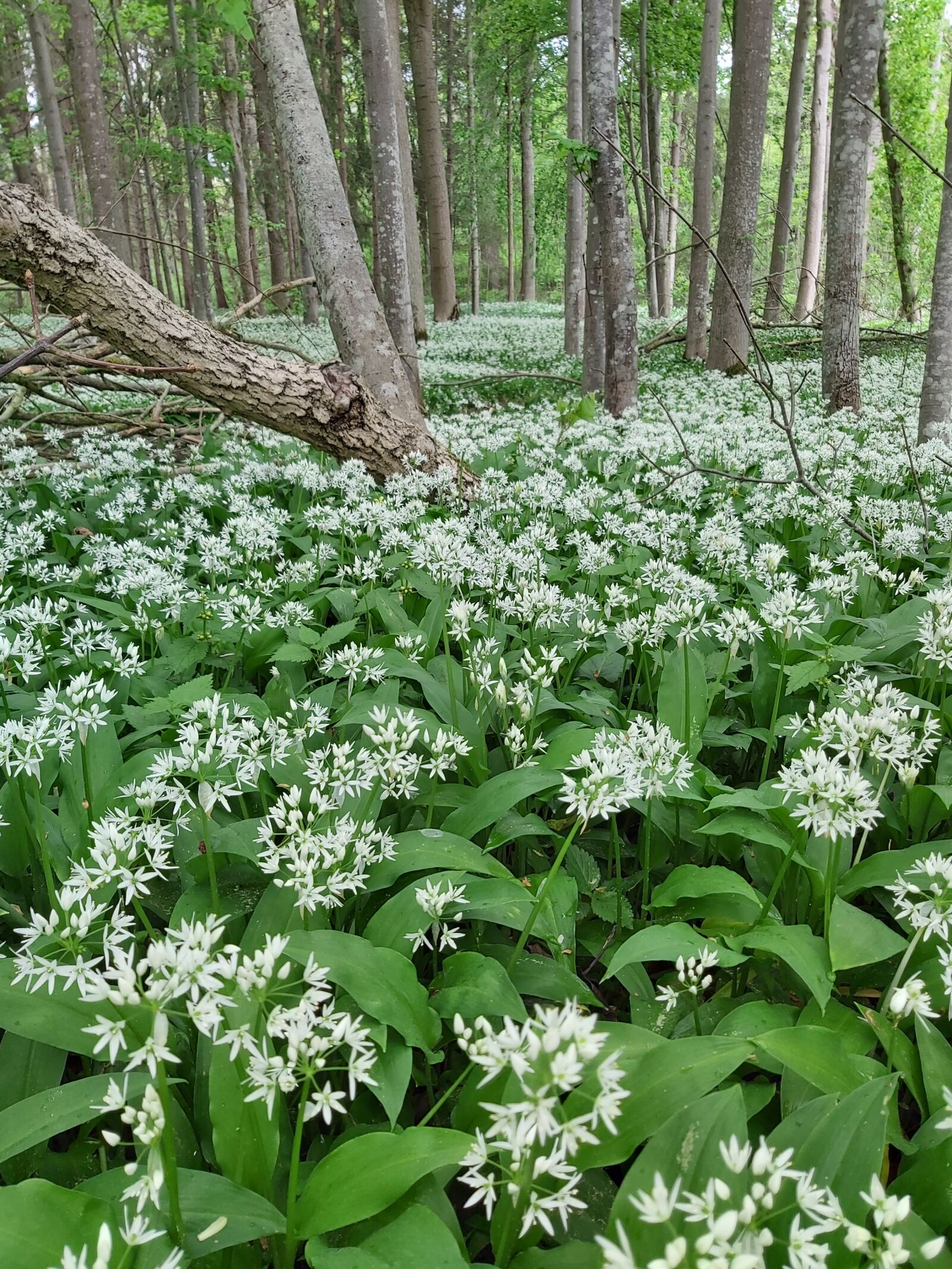 Samsung Galaxy A70 sample photo. Bear's garlic, allium ursinum photography