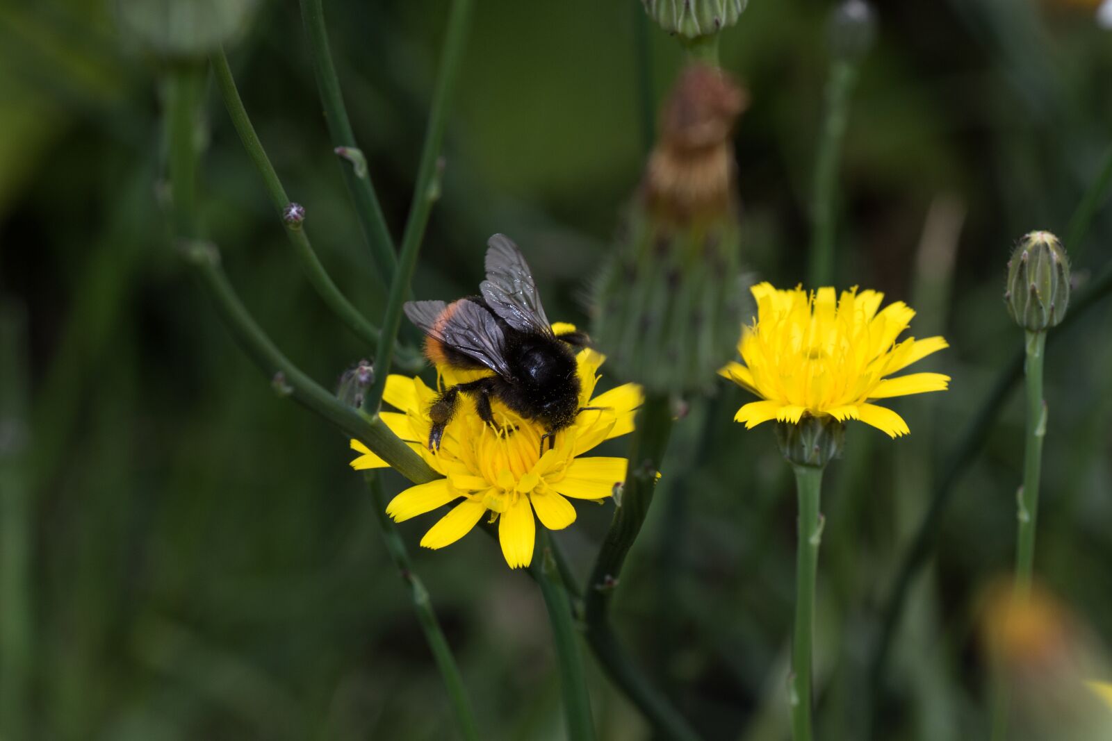 Canon EOS 7D Mark II sample photo. Hummel, blossom, bloom photography