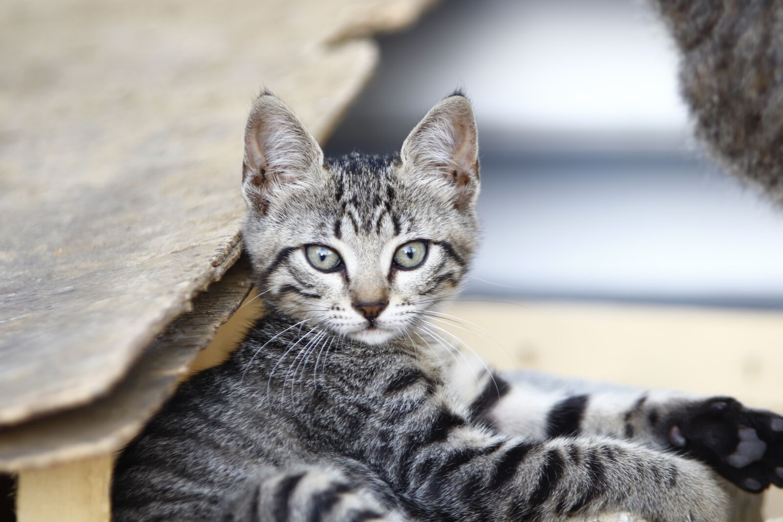 Canon EOS 200D (EOS Rebel SL2 / EOS Kiss X9) sample photo. Cat, kitten, tabby cat photography