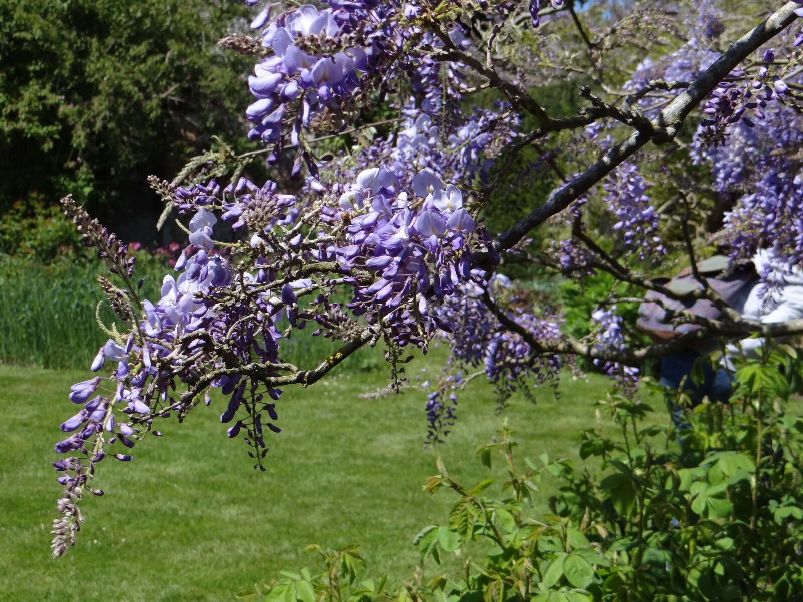 Sony Cyber-shot DSC-HX100V sample photo. Wisteria, spring, purple photography