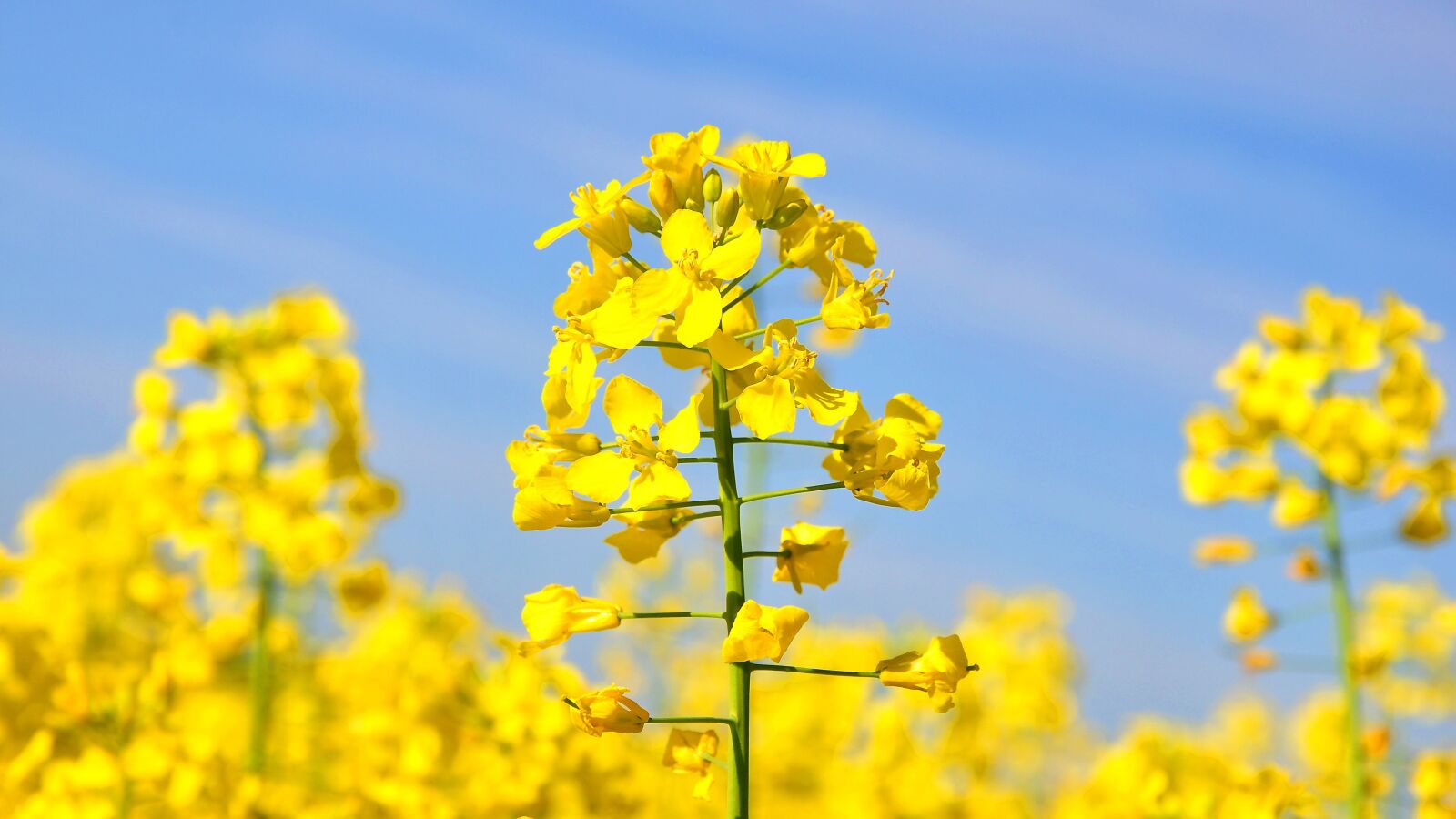 Nikon D90 sample photo. Rape, spring, canola field photography