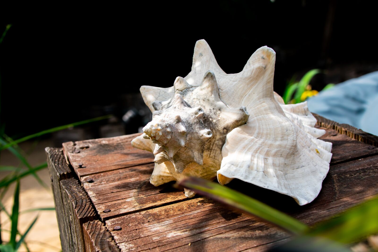 Nikon D3400 sample photo. Shell, wood, starfish photography