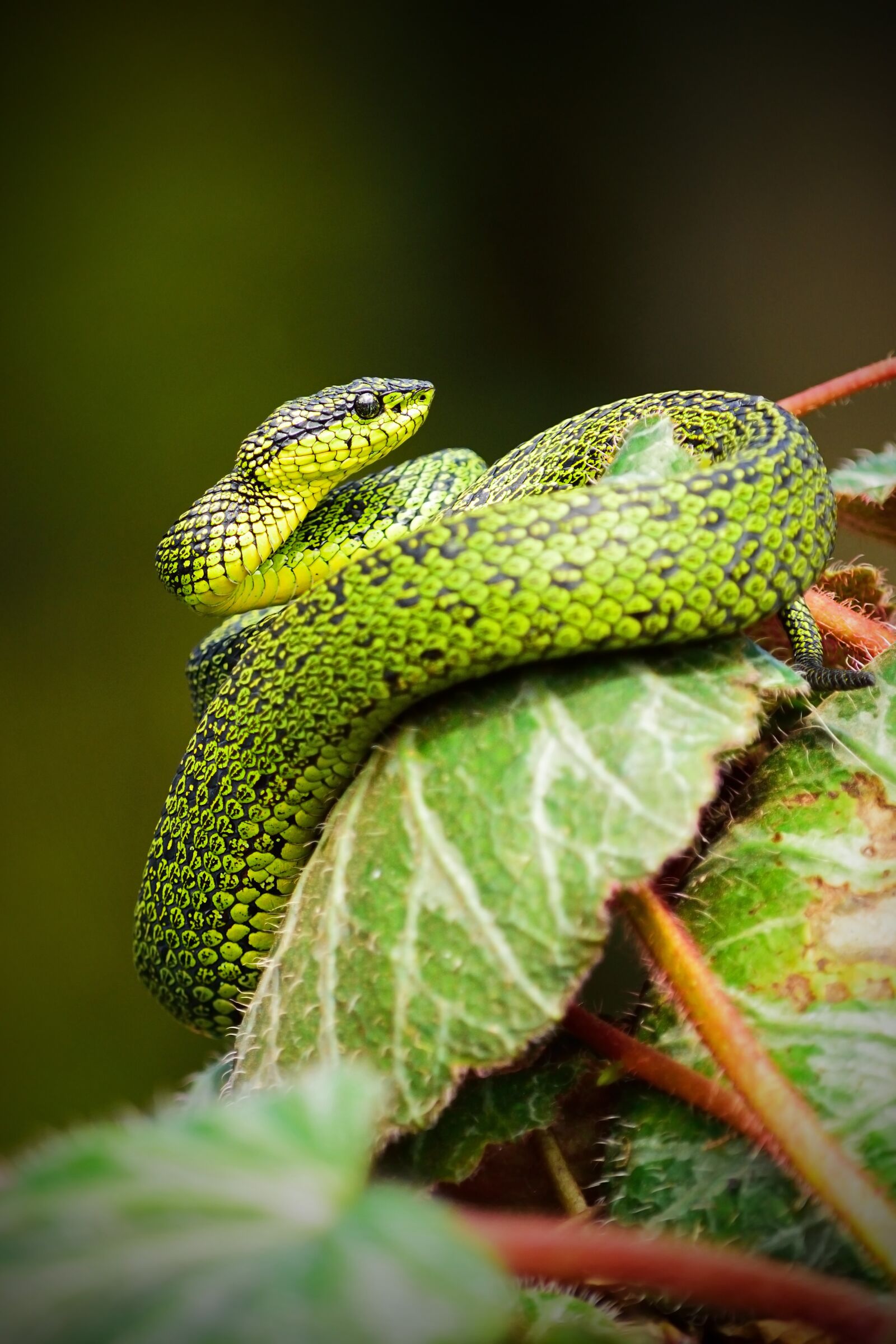 Nikon D3300 sample photo. Animal, close-up, leaves photography