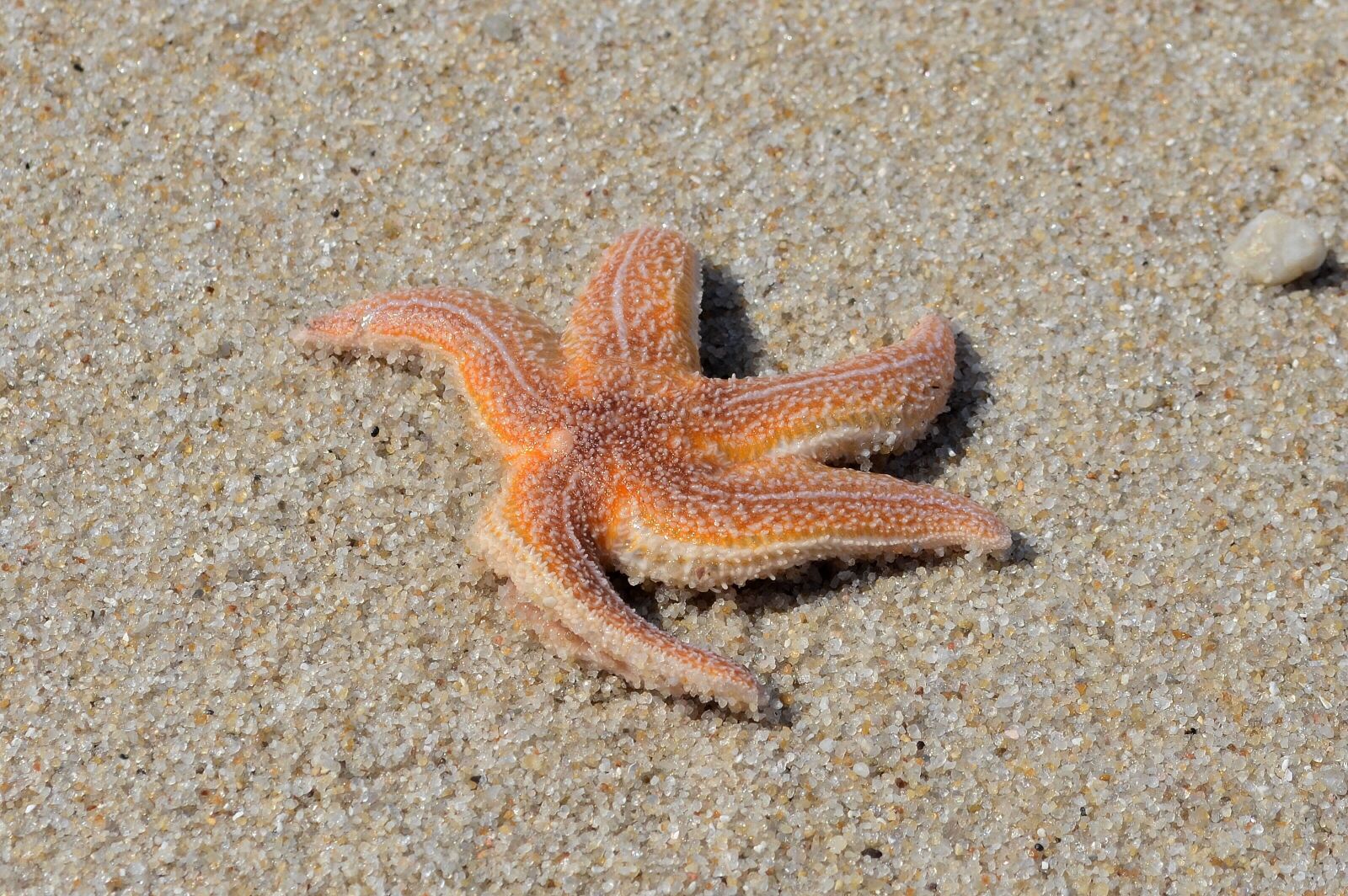 Nikon D5100 sample photo. Starfish, sand, beach photography