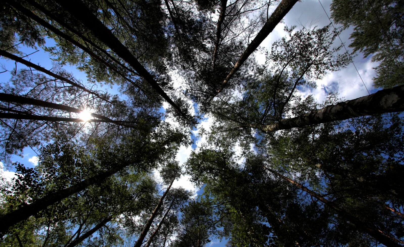 Canon EOS 5D Mark II sample photo. Tree, nature, sky photography