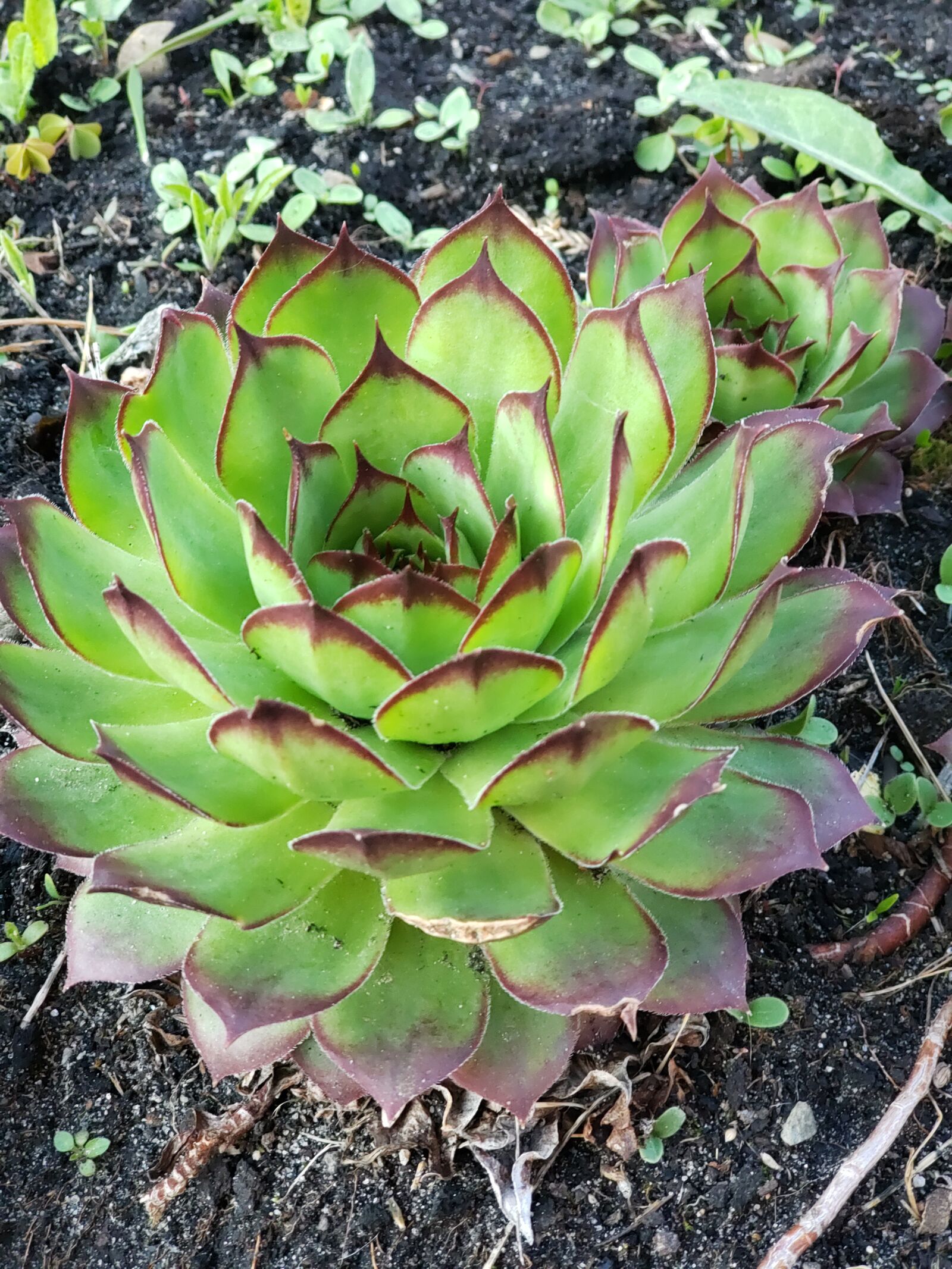 Samsung Galaxy Note9 sample photo. Plants, photo, day photography