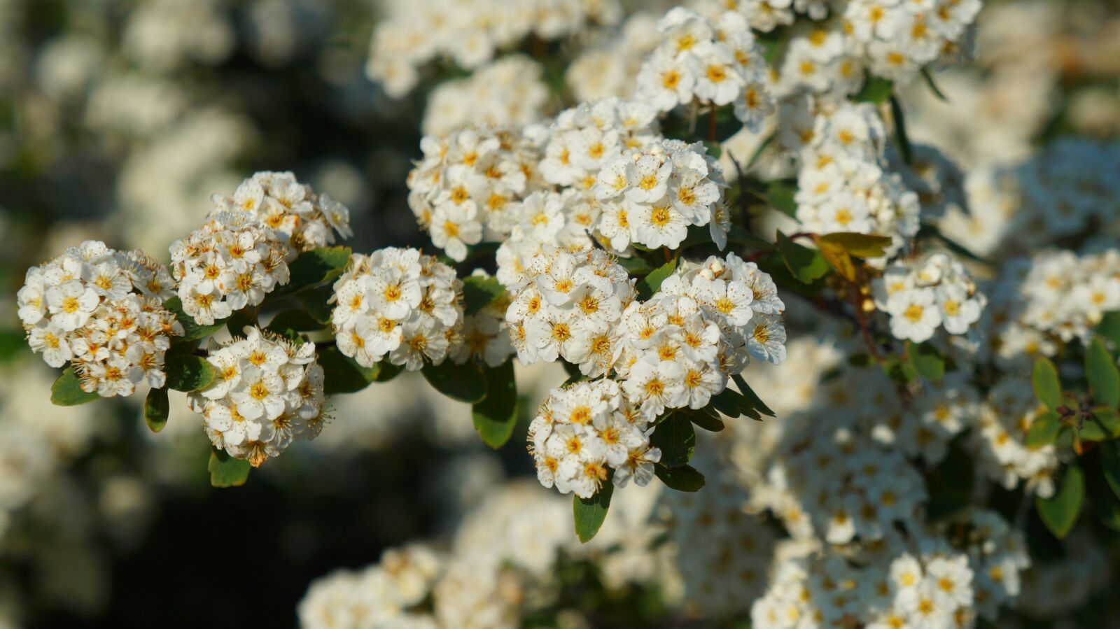 Sony Alpha a3000 + Sony E 18-55mm F3.5-5.6 OSS sample photo. Nature, plants, white photography