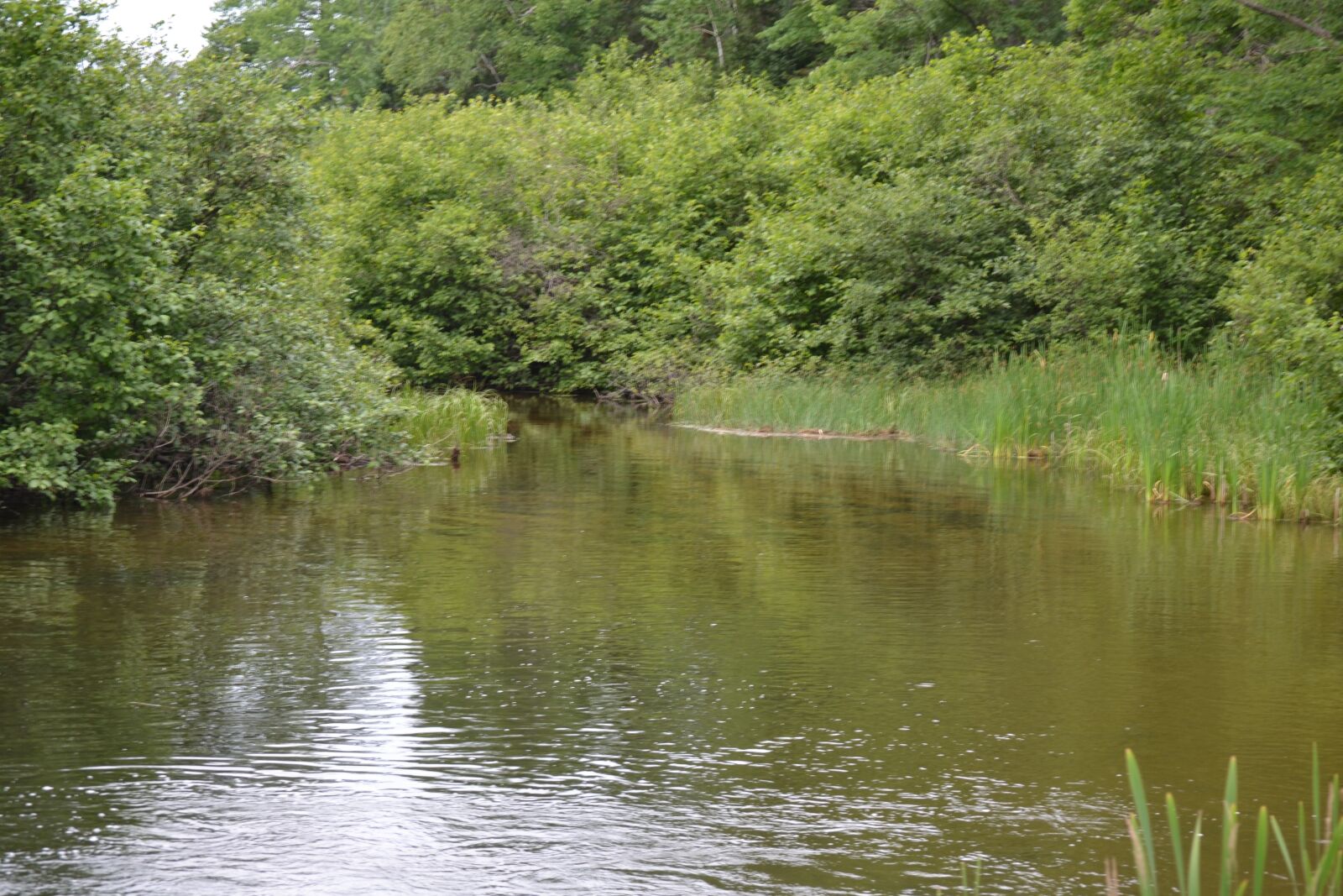 Nikon D3100 sample photo. Wisconsin river, headwater mile photography