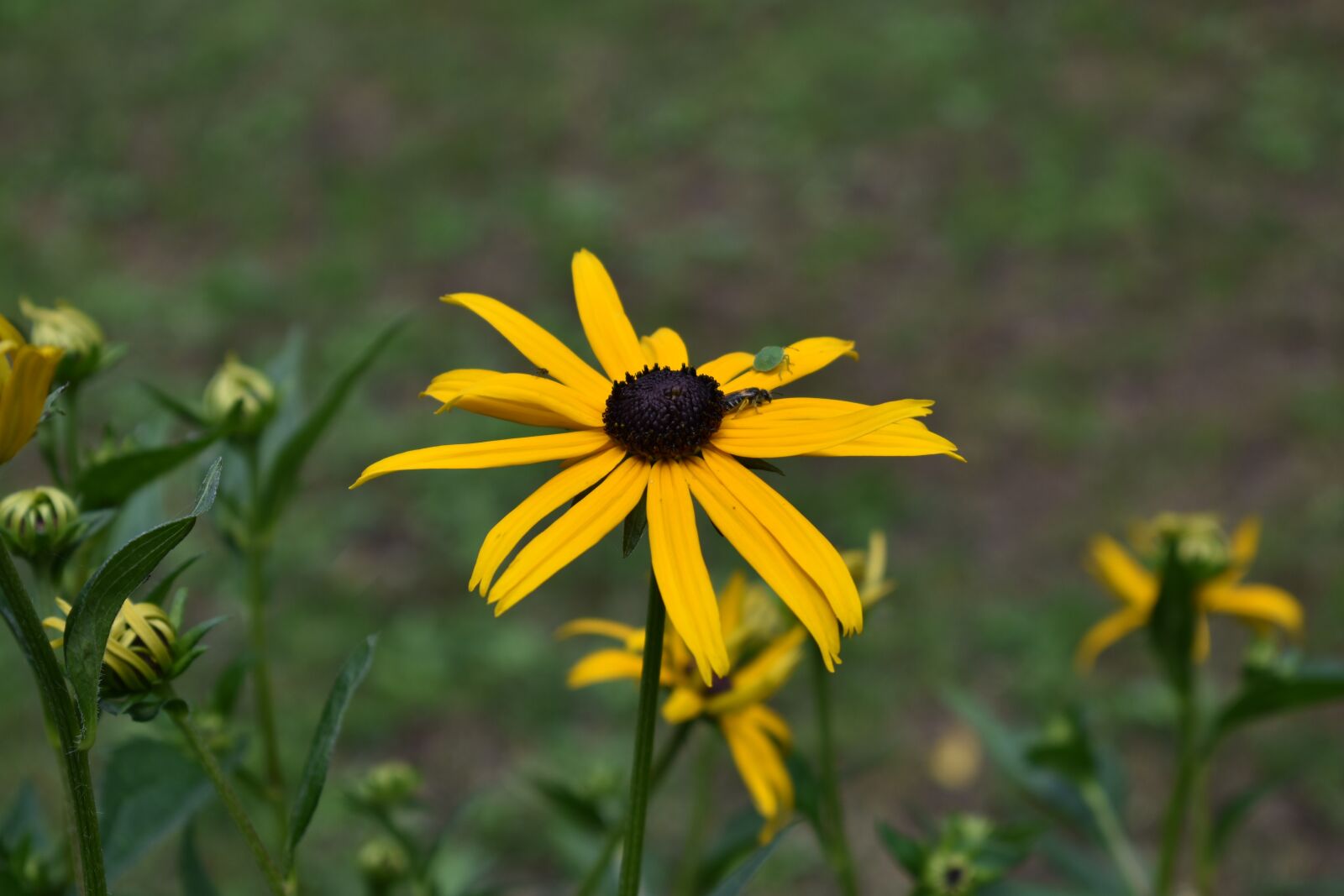 Nikon D3400 sample photo. Flower, garden, summer photography
