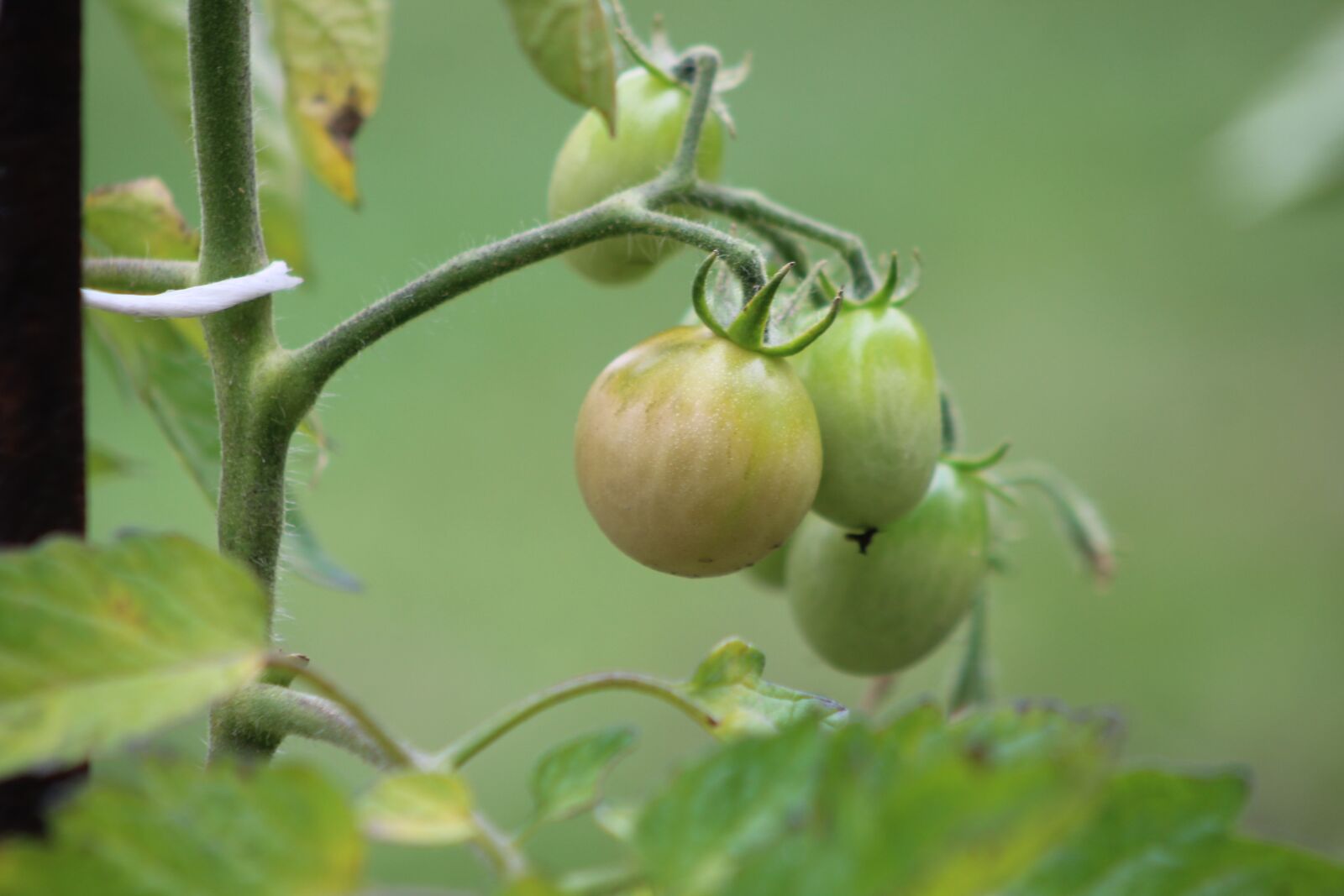 Canon EF75-300mm f/4-5.6 sample photo. Tomato, green, food photography